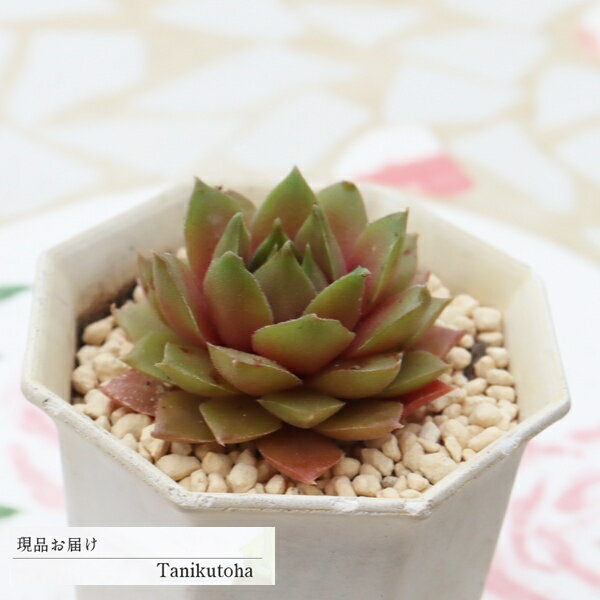 樂天商城 - 多肉植物 センペルビウム ベルンシュタイン 現品 tk12-68 写真の子 センペルビウム通販 耐寒性 苗 多肉植物通販 観葉植物 寄せ植え 多年草 ガーデニング