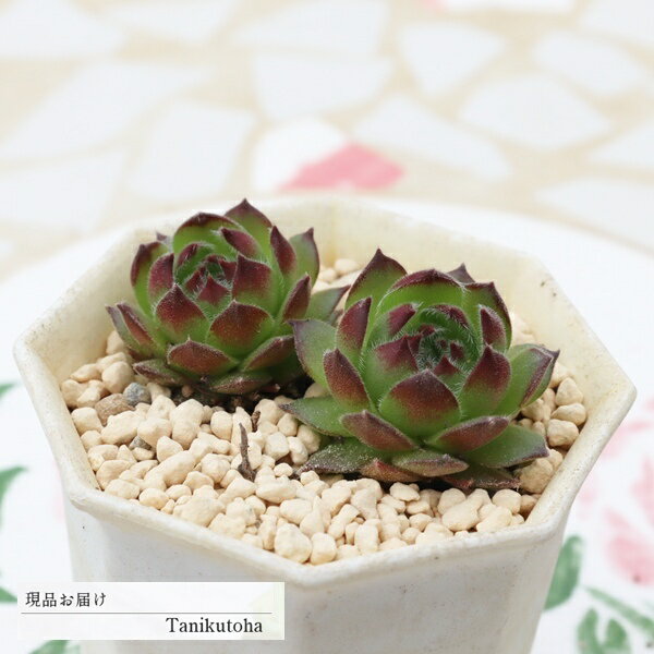 樂天商城 - 多肉植物 センペルビウム ネバテンセ 現品 tk12-70 写真の子 センペルビウム販売 耐寒性 苗 多肉植物販売 観葉植物 寄せ植え 多年草 ガーデニング