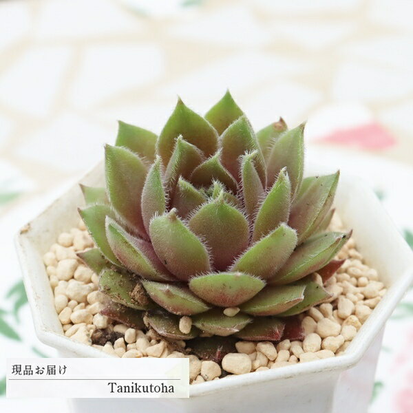 樂天商城 - 多肉植物 センペルビウム ラベンダーオールドレース 現品 tk12-72 写真の子 センペルビウム販売 耐寒性 苗 多肉植物販売 観葉植物 寄せ植え 多年草 ガーデニング