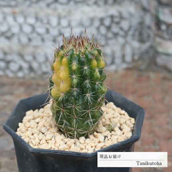 樂天商城 - 獅子王錦 サボテン 多肉植物 現品 tk12-74 写真の子 サボテン販売 カクタス 多肉植物販売 観葉植物 ベランダガーデン ガーデニング ドライガーデン