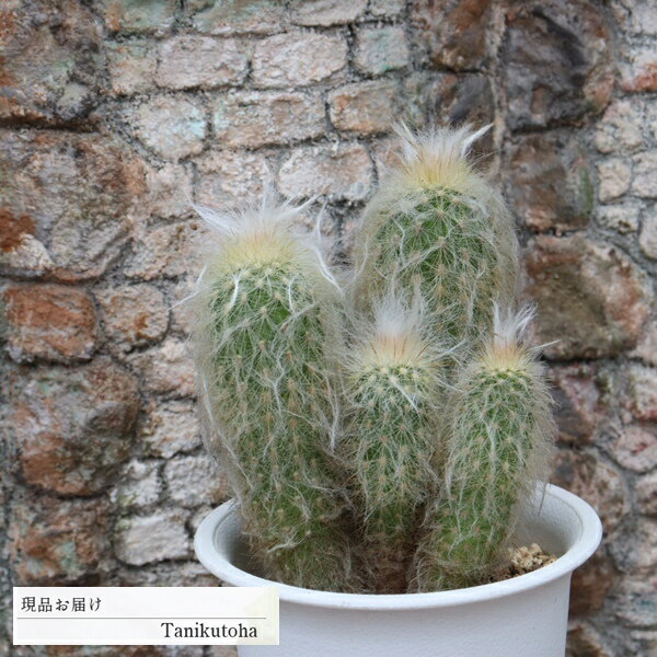 樂天商城 - 白楽翁群生 サボテン 多肉植物 現品 tk12-75 写真の子 サボテン通販 カクタス 多肉植物通販 観葉植物 ベランダガーデン ガーデニング ドライガーデン