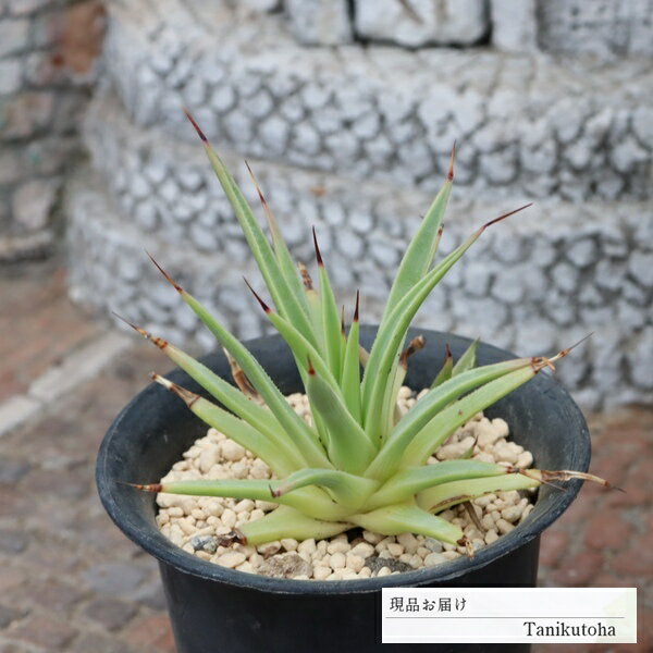 樂天商城 - アガベ 吹上七 多肉植物 現品 tk12-76 写真の子 アガベ通販 多肉植物通販 観葉植物 ベランダガーデン ガーデニング ドライガーデン
