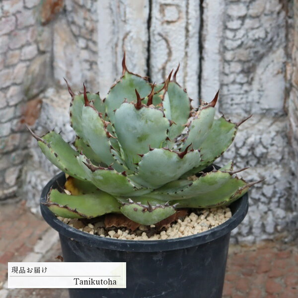 樂天商城 - アガベ ポタトルム 2L 多肉植物 現品 tk12-77 写真の子 アガベ通販 多肉植物通販 観葉植物 ベランダガーデン ガーデニング ドライガーデン