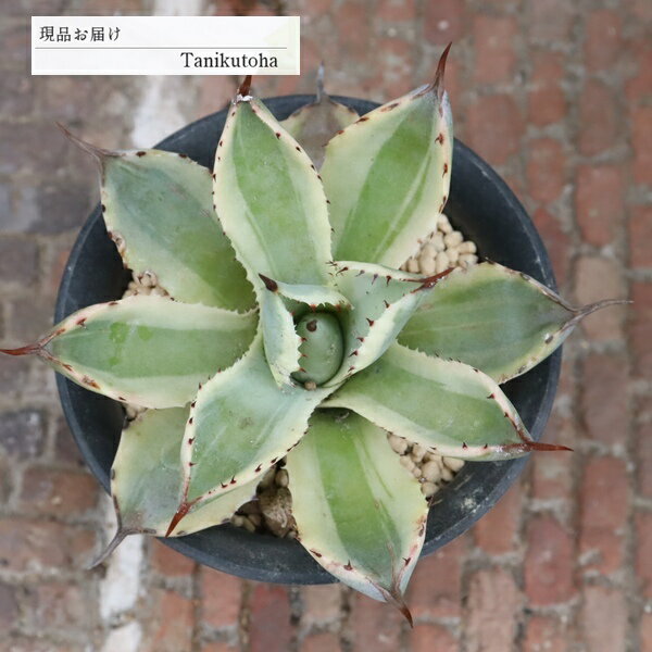 樂天商城 - ポタトルム バリエガタ 多肉植物 アガベ 現品 tk12-78 写真の子 アガベ通販 多肉植物通販 観葉植物 ベランダガーデン ガーデニング ドライガーデン