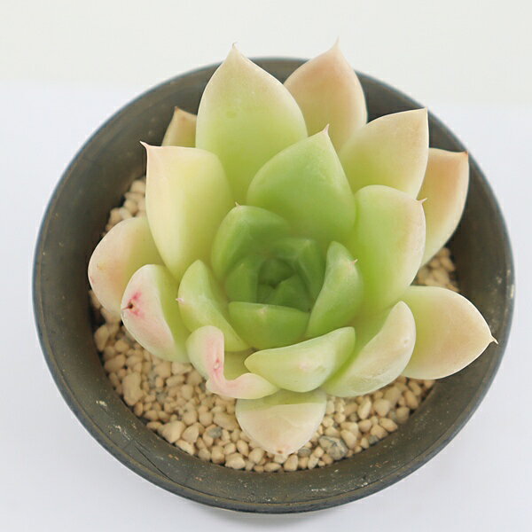 Potting Option ― 植込みオプション ― ● 一期一会の生命を、最適な一鉢に 厳選した一株を、当園の黄金比培養土で丁寧に植え付けてお届け。生命の個性を尊重し、届いた日から日常に調和する一鉢に仕立てます。 プロの技術：根を傷めず、最適な排水環境を整備。 軽量・機能美：軽くて丈夫な鉢で、日常の管理も快適。 ギフト品質：清潔感ある姿は、大切な贈り物にも。 ※鉢形状等は植物に合わせプロが選定いたします。 About Succulents ― 植物についてのご案内 ― ● 一期一会の厳選された一株を 掲載している写真は、あくまで美しい「見本」です。お届けする多肉植物は、ご注文をいただいてから農場の膨大な数の中から、もっとも美しく、力強く輝いている個体をプロの目で一株ずつ厳選し、お届けしております。 「既製品ではなく、日々を生き、育ちゆく生命であること」 多肉植物は工場製品とは異なり、その美しい姿を形成するまでに、年月と愛情を必要とします。 そのため、生育過程でのわずかな傷等が見られる場合もございます。過酷な自然の中で生きてきた証であり、植物の持つ「個性」と「趣」としてお楽しみいただければ幸いです。 ※完璧な形や特定の姿に強いこだわりをお持ちのお客様は、ぜひ群馬の栽培場へお越しください ■ 葉に見られる茶色い点について 水に含まれる鉄分によるものです。植物の健康に支障はございませんのでご安心ください。通常の水やりを続けるうちに自然と消えていきます。 ■ 用土の中の白い粒々について 大切な植物を害虫から守るための予防薬です。お客様の元へ届いたあとも健やかに育つよう、あらかじめ混ぜ込んでおります。 お届け指定について 植物の鮮度と梱包の安全を最優先するため、原則として「日にち指定」はお受けしておりません。最適なタイミングでの発送をお待ちください。 サイズについて 各商品ページに鉢の大きさを明記しております。「思っていたより大きかった（小さかった）」という事がないよう、事前のご確認をお願いいたします。 Information ― ギフト・在庫・納品書について ― Gift Wrapping 大切な方への贈り物に。 心を込めた有料ラッピングを承っております。 特別な日を彩る、多肉植物のギフトをぜひご利用ください。 Eco-Friendly 【 納品書のペーパーレス化 】 エコ活動推進のため納品書は同梱しておりません。 ギフト利用の場合も、そのままお相手様へ 安心してお届けいただけます。 在庫に関する大切なお知らせ 多肉永遠では、群馬の自社農場にて一年を通し繁殖・栽培を行っております。 常に十分な在庫確保に努めておりますが、植天候の急変や予期せぬ人気による大量注文などにより、稀に欠品が生じる場合がございます。 実店舗および自社サイト等と在庫を共有しているため、システム上で「在庫あり」と表示されている場合でも、やむを得ずご注文をキャンセルさせていただく場合がございます。 一株一株を最高の状態でお届けするための判断でございます。何卒、ご理解とご了承を賜りますようお願い申し上げます。 How to Care ― 植物との暮らし、はじめの一歩 ― 長い旅を経て、あなたのお手元に届いた小さな生命。 まずは箱をそっと開けて、深呼吸をさせてあげてください。 新しい環境にゆっくりと慣れていくための、お手伝いのコツをご紹介します。 ● 置き場所（光の贈りもの） 到着後はまず、柔らかな光が入る「半日陰」で数日休ませてあげてください。 慣れてきたら、春・秋・冬は太陽の光がたっぷりと届く窓辺へ。夏は少し涼しい東側の窓辺や、遮光された場所が理想的です。 ※強い西日は少し苦手ですので、避けてあげてくださいね。 ● 水やり（潤いのリズム） 環境に慣れるまで、到着から3〜5日はお水を控え、根を落ち着かせます。 その後は、鉢の中の土が芯までしっかりと乾いてから、たっぷりと与えてください。乾きと潤いのメリハリが、ぷっくりと健康に育てる秘訣です。 ● 四季の移ろい（紅葉） 春と秋・冬は、多肉植物がもっとも鮮やかに色づく魔法の季節。夏は成長のために一度「緑色」に戻りますが、それは次の紅葉への準備期間です。 季節ごとに表情を変える「生きているアート」をお楽しみください。 ● 健やかな毎日のために 多肉植物が一番好きなのは「心地よい風」です。高温多湿を避けるよう、通風を意識してあげてください。 屋内・屋外どちらでも育てられますが、風が通り、光が遊ぶ場所がこの子たちの特等席です。 「うまく育てられるかしら？」と不安になった時は、いつでも私たちを頼ってください。 あなたと多肉植物の暮らしが、穏やかで輝かしいものになりますように。SPECIAL SELECTION [おすすめ販売] ― 写真の仔をお届けする、一期一会の出会い ― 【 唯一無二の表情を、そのままあなたのもとへ 】 多肉植物は、季節や環境によって刻々とその姿を変える「生きている宝石」です。 本ページでは、数ある株の中から私たちが一株ずつ丁寧に選び抜き、 「今、この瞬間が一番美しい」と自信を持っておすすめできる個体を撮影しました。 お届けするのは、写真に写っているそのもの。 色づき、葉の重なり、凛とした佇まい。一目惚れしたその仔を、安心してお迎えください。 Product Details ― 商品詳細 ― サイズ 鉢サイズ（実寸：約[ 7.5 ]cm） 撮影日 2026年7月8日（鮮度を大切にしています） お届け形態 [抜き苗/ポット植え] にて大切に梱包いたします 植物の名前 付箋（ふせん）にてお付けしております 植物に関して 画像の仔をお届けとなります。 植物ですので四季折々の変化を魅せます。 多少の変化はご了承くださいませ。撮影日より大幅に日数経過している場合はお気軽にお問合せください 現状況をお伝え可能です 多肉永遠のこだわり 群馬の厳しい四季に晒し、自社農場でじっくりと時間をかけて育て上げた苗たち。 私たちのこだわりは、ただ「形がきれい」なだけではなく、 「お客様の元へ届いた後も、健やかに育ち続ける強さ」を持っていることです。 店長自らが品質を厳選し、愛着を持って育てた「本物の多肉植物」をお届けします。
