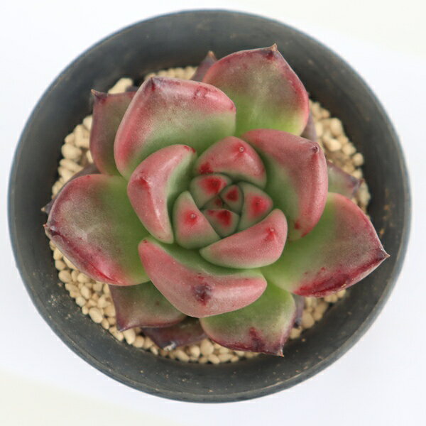 多肉植物 フランクココ 現品 永遠ラベル付き エケベリア TK12-83 多肉永遠オリジナル苗 写真の子 ドライガーデン 棘刺植物 園芸