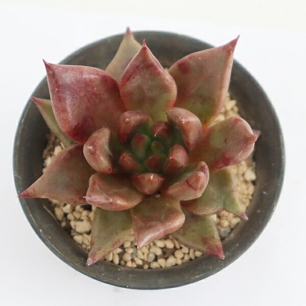 Potting Option ― 植込みオプション ― ● 一期一会の生命を、最適な一鉢に 厳選した一株を、当園の黄金比培養土で丁寧に植え付けてお届け。生命の個性を尊重し、届いた日から日常に調和する一鉢に仕立てます。 プロの技術：根を傷めず、最適な排水環境を整備。 軽量・機能美：軽くて丈夫な鉢で、日常の管理も快適。 ギフト品質：清潔感ある姿は、大切な贈り物にも。 ※鉢形状等は植物に合わせプロが選定いたします。 About Succulents ― 植物についてのご案内 ― ● 一期一会の厳選された一株を 掲載している写真は、あくまで美しい「見本」です。お届けする多肉植物は、ご注文をいただいてから農場の膨大な数の中から、もっとも美しく、力強く輝いている個体をプロの目で一株ずつ厳選し、お届けしております。 「既製品ではなく、日々を生き、育ちゆく生命であること」 多肉植物は工場製品とは異なり、その美しい姿を形成するまでに、年月と愛情を必要とします。 そのため、生育過程でのわずかな傷等が見られる場合もございます。過酷な自然の中で生きてきた証であり、植物の持つ「個性」と「趣」としてお楽しみいただければ幸いです。 ※完璧な形や特定の姿に強いこだわりをお持ちのお客様は、ぜひ群馬の栽培場へお越しください ■ 葉に見られる茶色い点について 水に含まれる鉄分によるものです。植物の健康に支障はございませんのでご安心ください。通常の水やりを続けるうちに自然と消えていきます。 ■ 用土の中の白い粒々について 大切な植物を害虫から守るための予防薬です。お客様の元へ届いたあとも健やかに育つよう、あらかじめ混ぜ込んでおります。 お届け指定について 植物の鮮度と梱包の安全を最優先するため、原則として「日にち指定」はお受けしておりません。最適なタイミングでの発送をお待ちください。 サイズについて 各商品ページに鉢の大きさを明記しております。「思っていたより大きかった（小さかった）」という事がないよう、事前のご確認をお願いいたします。 Information ― ギフト・在庫・納品書について ― Gift Wrapping 大切な方への贈り物に。 心を込めた有料ラッピングを承っております。 特別な日を彩る、多肉植物のギフトをぜひご利用ください。 Eco-Friendly 【 納品書のペーパーレス化 】 エコ活動推進のため納品書は同梱しておりません。 ギフト利用の場合も、そのままお相手様へ 安心してお届けいただけます。 在庫に関する大切なお知らせ 多肉永遠では、群馬の自社農場にて一年を通し繁殖・栽培を行っております。 常に十分な在庫確保に努めておりますが、植天候の急変や予期せぬ人気による大量注文などにより、稀に欠品が生じる場合がございます。 実店舗および自社サイト等と在庫を共有しているため、システム上で「在庫あり」と表示されている場合でも、やむを得ずご注文をキャンセルさせていただく場合がございます。 一株一株を最高の状態でお届けするための判断でございます。何卒、ご理解とご了承を賜りますようお願い申し上げます。 How to Care ― 植物との暮らし、はじめの一歩 ― 長い旅を経て、あなたのお手元に届いた小さな生命。 まずは箱をそっと開けて、深呼吸をさせてあげてください。 新しい環境にゆっくりと慣れていくための、お手伝いのコツをご紹介します。 ● 置き場所（光の贈りもの） 到着後はまず、柔らかな光が入る「半日陰」で数日休ませてあげてください。 慣れてきたら、春・秋・冬は太陽の光がたっぷりと届く窓辺へ。夏は少し涼しい東側の窓辺や、遮光された場所が理想的です。 ※強い西日は少し苦手ですので、避けてあげてくださいね。 ● 水やり（潤いのリズム） 環境に慣れるまで、到着から3〜5日はお水を控え、根を落ち着かせます。 その後は、鉢の中の土が芯までしっかりと乾いてから、たっぷりと与えてください。乾きと潤いのメリハリが、ぷっくりと健康に育てる秘訣です。 ● 四季の移ろい（紅葉） 春と秋・冬は、多肉植物がもっとも鮮やかに色づく魔法の季節。夏は成長のために一度「緑色」に戻りますが、それは次の紅葉への準備期間です。 季節ごとに表情を変える「生きているアート」をお楽しみください。 ● 健やかな毎日のために 多肉植物が一番好きなのは「心地よい風」です。高温多湿を避けるよう、通風を意識してあげてください。 屋内・屋外どちらでも育てられますが、風が通り、光が遊ぶ場所がこの子たちの特等席です。 「うまく育てられるかしら？」と不安になった時は、いつでも私たちを頼ってください。 あなたと多肉植物の暮らしが、穏やかで輝かしいものになりますように。SPECIAL SELECTION [おすすめ販売] ― 写真の仔をお届けする、一期一会の出会い ― 【 唯一無二の表情を、そのままあなたのもとへ 】 多肉植物は、季節や環境によって刻々とその姿を変える「生きている宝石」です。 本ページでは、数ある株の中から私たちが一株ずつ丁寧に選び抜き、 「今、この瞬間が一番美しい」と自信を持っておすすめできる個体を撮影しました。 お届けするのは、写真に写っているそのもの。 色づき、葉の重なり、凛とした佇まい。一目惚れしたその仔を、安心してお迎えください。 Product Details ― 商品詳細 ― サイズ 鉢サイズ（実寸：約[ 7.5 ]cm） 撮影日 2026年7月8日（鮮度を大切にしています） お届け形態 [抜き苗/ポット植え] にて大切に梱包いたします 植物の名前 付箋（ふせん）にてお付けしております 植物に関して 画像の仔をお届けとなります。 植物ですので四季折々の変化を魅せます。 多少の変化はご了承くださいませ。撮影日より大幅に日数経過している場合はお気軽にお問合せください 現状況をお伝え可能です 多肉永遠のこだわり 群馬の厳しい四季に晒し、自社農場でじっくりと時間をかけて育て上げた苗たち。 私たちのこだわりは、ただ「形がきれい」なだけではなく、 「お客様の元へ届いた後も、健やかに育ち続ける強さ」を持っていることです。 店長自らが品質を厳選し、愛着を持って育てた「本物の多肉植物」をお届けします。