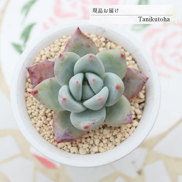 樂天商城 - エケベリア 苺ミルク大福 現品 永遠ラベル付き tk12-9 多肉永遠オリジナル苗 写真の子 多肉植物 観葉植物 多肉植物販売 エケベリア販売 多肉永遠 ガーデニング 寄せ植え 多年草 紅葉