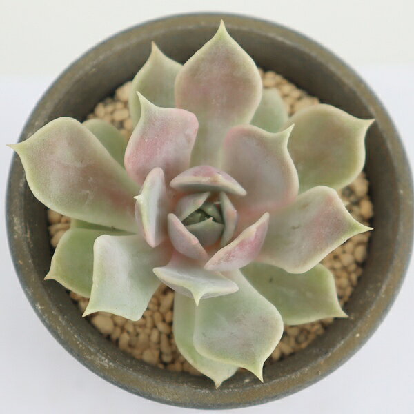 Potting Option ― 植込みオプション ― ● 一期一会の生命を、最適な一鉢に 厳選した一株を、当園の黄金比培養土で丁寧に植え付けてお届け。生命の個性を尊重し、届いた日から日常に調和する一鉢に仕立てます。 プロの技術：根を傷めず、最適な排水環境を整備。 軽量・機能美：軽くて丈夫な鉢で、日常の管理も快適。 ギフト品質：清潔感ある姿は、大切な贈り物にも。 ※鉢形状等は植物に合わせプロが選定いたします。 About Succulents ― 植物についてのご案内 ― ● 一期一会の厳選された一株を 掲載している写真は、あくまで美しい「見本」です。お届けする多肉植物は、ご注文をいただいてから農場の膨大な数の中から、もっとも美しく、力強く輝いている個体をプロの目で一株ずつ厳選し、お届けしております。 「既製品ではなく、日々を生き、育ちゆく生命であること」 多肉植物は工場製品とは異なり、その美しい姿を形成するまでに、年月と愛情を必要とします。 そのため、生育過程でのわずかな傷等が見られる場合もございます。過酷な自然の中で生きてきた証であり、植物の持つ「個性」と「趣」としてお楽しみいただければ幸いです。 ※完璧な形や特定の姿に強いこだわりをお持ちのお客様は、ぜひ群馬の栽培場へお越しください ■ 葉に見られる茶色い点について 水に含まれる鉄分によるものです。植物の健康に支障はございませんのでご安心ください。通常の水やりを続けるうちに自然と消えていきます。 ■ 用土の中の白い粒々について 大切な植物を害虫から守るための予防薬です。お客様の元へ届いたあとも健やかに育つよう、あらかじめ混ぜ込んでおります。 お届け指定について 植物の鮮度と梱包の安全を最優先するため、原則として「日にち指定」はお受けしておりません。最適なタイミングでの発送をお待ちください。 サイズについて 各商品ページに鉢の大きさを明記しております。「思っていたより大きかった（小さかった）」という事がないよう、事前のご確認をお願いいたします。 Information ― ギフト・在庫・納品書について ― Gift Wrapping 大切な方への贈り物に。 心を込めた有料ラッピングを承っております。 特別な日を彩る、多肉植物のギフトをぜひご利用ください。 Eco-Friendly 【 納品書のペーパーレス化 】 エコ活動推進のため納品書は同梱しておりません。 ギフト利用の場合も、そのままお相手様へ 安心してお届けいただけます。 在庫に関する大切なお知らせ 多肉永遠では、群馬の自社農場にて一年を通し繁殖・栽培を行っております。 常に十分な在庫確保に努めておりますが、植天候の急変や予期せぬ人気による大量注文などにより、稀に欠品が生じる場合がございます。 実店舗および自社サイト等と在庫を共有しているため、システム上で「在庫あり」と表示されている場合でも、やむを得ずご注文をキャンセルさせていただく場合がございます。 一株一株を最高の状態でお届けするための判断でございます。何卒、ご理解とご了承を賜りますようお願い申し上げます。 How to Care ― 植物との暮らし、はじめの一歩 ― 長い旅を経て、あなたのお手元に届いた小さな生命。 まずは箱をそっと開けて、深呼吸をさせてあげてください。 新しい環境にゆっくりと慣れていくための、お手伝いのコツをご紹介します。 ● 置き場所（光の贈りもの） 到着後はまず、柔らかな光が入る「半日陰」で数日休ませてあげてください。 慣れてきたら、春・秋・冬は太陽の光がたっぷりと届く窓辺へ。夏は少し涼しい東側の窓辺や、遮光された場所が理想的です。 ※強い西日は少し苦手ですので、避けてあげてくださいね。 ● 水やり（潤いのリズム） 環境に慣れるまで、到着から3〜5日はお水を控え、根を落ち着かせます。 その後は、鉢の中の土が芯までしっかりと乾いてから、たっぷりと与えてください。乾きと潤いのメリハリが、ぷっくりと健康に育てる秘訣です。 ● 四季の移ろい（紅葉） 春と秋・冬は、多肉植物がもっとも鮮やかに色づく魔法の季節。夏は成長のために一度「緑色」に戻りますが、それは次の紅葉への準備期間です。 季節ごとに表情を変える「生きているアート」をお楽しみください。 ● 健やかな毎日のために 多肉植物が一番好きなのは「心地よい風」です。高温多湿を避けるよう、通風を意識してあげてください。 屋内・屋外どちらでも育てられますが、風が通り、光が遊ぶ場所がこの子たちの特等席です。 「うまく育てられるかしら？」と不安になった時は、いつでも私たちを頼ってください。 あなたと多肉植物の暮らしが、穏やかで輝かしいものになりますように。SPECIAL SELECTION [おすすめ販売] ― 写真の仔をお届けする、一期一会の出会い ― 【 唯一無二の表情を、そのままあなたのもとへ 】 多肉植物は、季節や環境によって刻々とその姿を変える「生きている宝石」です。 本ページでは、数ある株の中から私たちが一株ずつ丁寧に選び抜き、 「今、この瞬間が一番美しい」と自信を持っておすすめできる個体を撮影しました。 お届けするのは、写真に写っているそのもの。 色づき、葉の重なり、凛とした佇まい。一目惚れしたその仔を、安心してお迎えください。 Product Details ― 商品詳細 ― サイズ 鉢サイズ（実寸：約[ 7.5 ]cm） 撮影日 2026年7月8日（鮮度を大切にしています） お届け形態 [抜き苗/ポット植え] にて大切に梱包いたします 植物の名前 付箋（ふせん）にてお付けしております 植物に関して 画像の仔をお届けとなります。 植物ですので四季折々の変化を魅せます。 多少の変化はご了承くださいませ。撮影日より大幅に日数経過している場合はお気軽にお問合せください 現状況をお伝え可能です 多肉永遠のこだわり 群馬の厳しい四季に晒し、自社農場でじっくりと時間をかけて育て上げた苗たち。 私たちのこだわりは、ただ「形がきれい」なだけではなく、 「お客様の元へ届いた後も、健やかに育ち続ける強さ」を持っていることです。 店長自らが品質を厳選し、愛着を持って育てた「本物の多肉植物」をお届けします。