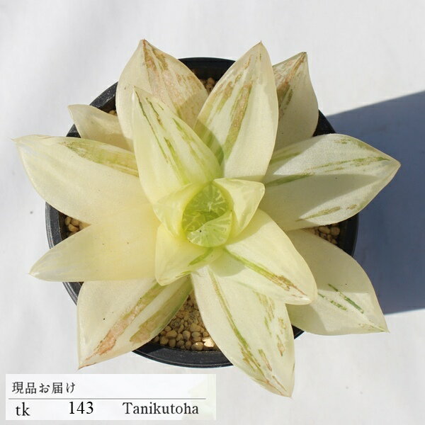 楽天市場】京の華 ハオルチアの通販 楽天市場】京の華 ハオルチアの通販