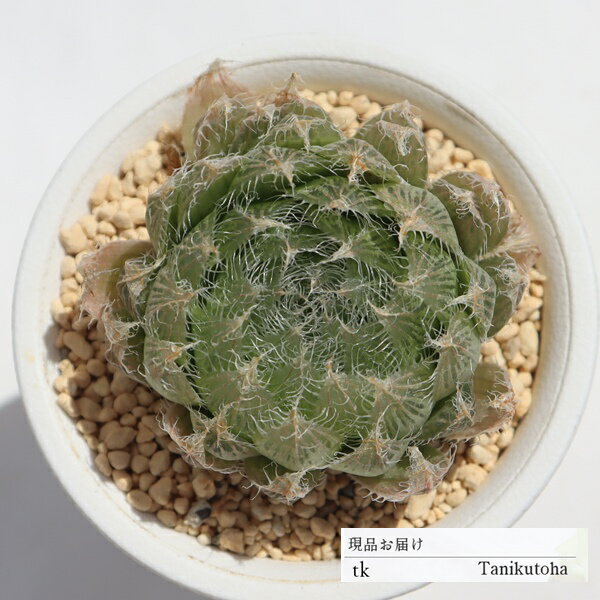 アラクノイデア TK167 ハオルチア 7.5cmポット おすすめ販売 写真の子をお届け 特定販売