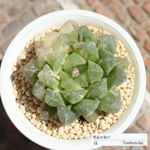 王司の光TK169ハオルチア7.5...