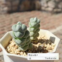 玉稚児 2頭 TK59 クラッスラ おすすめ販売 5.5cmポット 写真の子をお届け 特定販売