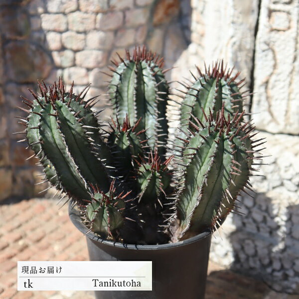 紅ホリダ群生9頭TK113ユーフォ...