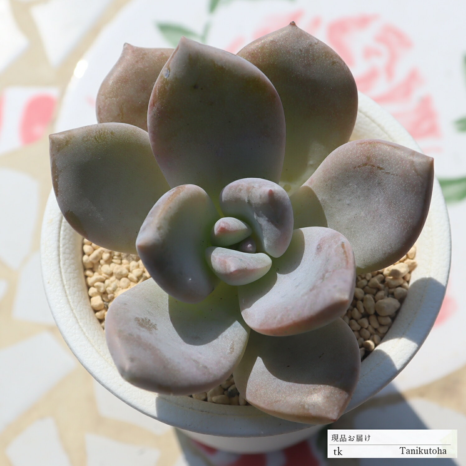 白くま TK54 永遠ラベル付き エケベリア 写真の子をお届け 多肉植物 エケベリア通販 エケベリア販売のサムネイル