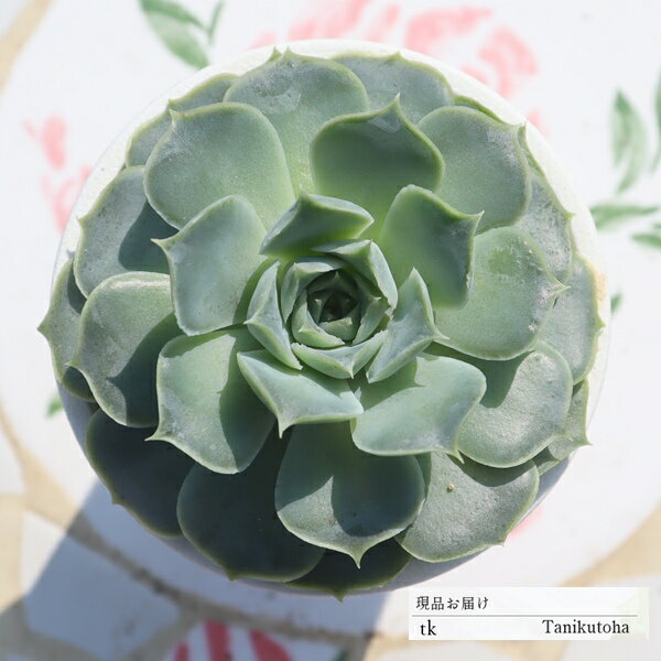 雫薔薇 TK165 永遠ラベル付き エケベリア 写真の子をお届け 多肉植物 エケベリア通販 エケベリア販売