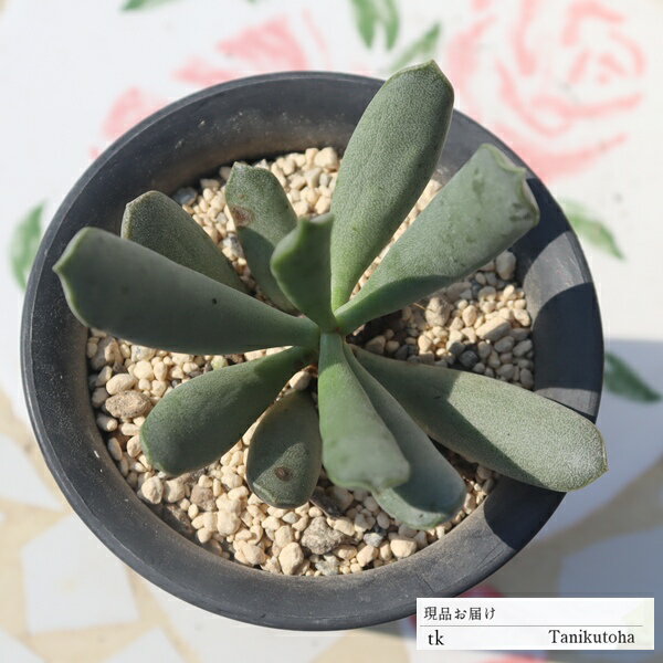 ハレソロウエンシス TK68 アドロミスクス 写真の子をお届け 多肉植物 アドロミスクス通販 アドロミスク..