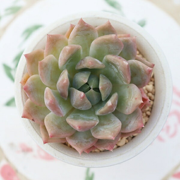 Potting Option ― 植込みオプション ― ● 一期一会の生命を、最適な一鉢に 厳選した一株を、当園の黄金比培養土で丁寧に植え付けてお届け。生命の個性を尊重し、届いた日から日常に調和する一鉢に仕立てます。 プロの技術：根を傷めず、最適な排水環境を整備。 軽量・機能美：軽くて丈夫な鉢で、日常の管理も快適。 ギフト品質：清潔感ある姿は、大切な贈り物にも。 ※鉢形状等は植物に合わせプロが選定いたします。 About Succulents ― 植物についてのご案内 ― ● 一期一会の厳選された一株を 掲載している写真は、あくまで美しい「見本」です。お届けする多肉植物は、ご注文をいただいてから農場の膨大な数の中から、もっとも美しく、力強く輝いている個体をプロの目で一株ずつ厳選し、お届けしております。 「既製品ではなく、日々を生き、育ちゆく生命であること」 多肉植物は工場製品とは異なり、その美しい姿を形成するまでに、年月と愛情を必要とします。 そのため、生育過程でのわずかな傷等が見られる場合もございます。過酷な自然の中で生きてきた証であり、植物の持つ「個性」と「趣」としてお楽しみいただければ幸いです。 ※完璧な形や特定の姿に強いこだわりをお持ちのお客様は、ぜひ群馬の栽培場へお越しください ■ 葉に見られる茶色い点について 水に含まれる鉄分によるものです。植物の健康に支障はございませんのでご安心ください。通常の水やりを続けるうちに自然と消えていきます。 ■ 用土の中の白い粒々について 大切な植物を害虫から守るための予防薬です。お客様の元へ届いたあとも健やかに育つよう、あらかじめ混ぜ込んでおります。 お届け指定について 植物の鮮度と梱包の安全を最優先するため、原則として「日にち指定」はお受けしておりません。最適なタイミングでの発送をお待ちください。 サイズについて 各商品ページに鉢の大きさを明記しております。「思っていたより大きかった（小さかった）」という事がないよう、事前のご確認をお願いいたします。 Information ― ギフト・在庫・納品書について ― Gift Wrapping 大切な方への贈り物に。 心を込めた有料ラッピングを承っております。 特別な日を彩る、多肉植物のギフトをぜひご利用ください。 Eco-Friendly 【 納品書のペーパーレス化 】 エコ活動推進のため納品書は同梱しておりません。 ギフト利用の場合も、そのままお相手様へ 安心してお届けいただけます。 在庫に関する大切なお知らせ 多肉永遠では、群馬の自社農場にて一年を通し繁殖・栽培を行っております。 常に十分な在庫確保に努めておりますが、植天候の急変や予期せぬ人気による大量注文などにより、稀に欠品が生じる場合がございます。 実店舗および自社サイト等と在庫を共有しているため、システム上で「在庫あり」と表示されている場合でも、やむを得ずご注文をキャンセルさせていただく場合がございます。 一株一株を最高の状態でお届けするための判断でございます。何卒、ご理解とご了承を賜りますようお願い申し上げます。 How to Care ― 植物との暮らし、はじめの一歩 ― 長い旅を経て、あなたのお手元に届いた小さな生命。 まずは箱をそっと開けて、深呼吸をさせてあげてください。 新しい環境にゆっくりと慣れていくための、お手伝いのコツをご紹介します。 ● 置き場所（光の贈りもの） 到着後はまず、柔らかな光が入る「半日陰」で数日休ませてあげてください。 慣れてきたら、春・秋・冬は太陽の光がたっぷりと届く窓辺へ。夏は少し涼しい東側の窓辺や、遮光された場所が理想的です。 ※強い西日は少し苦手ですので、避けてあげてくださいね。 ● 水やり（潤いのリズム） 環境に慣れるまで、到着から3〜5日はお水を控え、根を落ち着かせます。 その後は、鉢の中の土が芯までしっかりと乾いてから、たっぷりと与えてください。乾きと潤いのメリハリが、ぷっくりと健康に育てる秘訣です。 ● 四季の移ろい（紅葉） 春と秋・冬は、多肉植物がもっとも鮮やかに色づく魔法の季節。夏は成長のために一度「緑色」に戻りますが、それは次の紅葉への準備期間です。 季節ごとに表情を変える「生きているアート」をお楽しみください。 ● 健やかな毎日のために 多肉植物が一番好きなのは「心地よい風」です。高温多湿を避けるよう、通風を意識してあげてください。 屋内・屋外どちらでも育てられますが、風が通り、光が遊ぶ場所がこの子たちの特等席です。 「うまく育てられるかしら？」と不安になった時は、いつでも私たちを頼ってください。 あなたと多肉植物の暮らしが、穏やかで輝かしいものになりますように。SPECIAL SELECTION [おすすめ販売] ― 写真の仔をお届けする、一期一会の出会い ― 【 唯一無二の表情を、そのままあなたのもとへ 】 多肉植物は、季節や環境によって刻々とその姿を変える「生きている宝石」です。 本ページでは、数ある株の中から私たちが一株ずつ丁寧に選び抜き、 「今、この瞬間が一番美しい」と自信を持っておすすめできる個体を撮影しました。 お届けするのは、写真に写っているそのもの。 色づき、葉の重なり、凛とした佇まい。一目惚れしたその仔を、安心してお迎えください。 Product Details ― 商品詳細 ― サイズ 鉢サイズ（実寸：約 7.5 cm） 撮影日 2026年10月16日（鮮度を大切にしています） お届け形態 [抜き苗/ポット植え] にて大切に梱包いたします 植物の名前 付箋（ふせん）にてお付けしております 植物に関して 画像の仔をお届けとなります。 植物ですので四季折々の変化を魅せます。 多少の変化はご了承くださいませ。撮影日より大幅に日数経過している場合はお気軽にお問合せください 現状況をお伝え可能です 多肉永遠のこだわり 群馬の厳しい四季に晒し、自社農場でじっくりと時間をかけて育て上げた苗たち。 私たちのこだわりは、ただ「形がきれい」なだけではなく、 「お客様の元へ届いた後も、健やかに育ち続ける強さ」を持っていることです。 店長自らが品質を厳選し、愛着を持って育てた「本物の多肉植物」をお届けします。