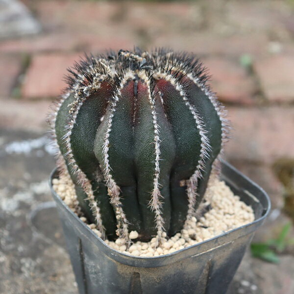Potting Option ― 植込みオプション ― ● 一期一会の生命を、最適な一鉢に 厳選した一株を、当園の黄金比培養土で丁寧に植え付けてお届け。生命の個性を尊重し、届いた日から日常に調和する一鉢に仕立てます。 プロの技術：根を傷めず、最適な排水環境を整備。 軽量・機能美：軽くて丈夫な鉢で、日常の管理も快適。 ギフト品質：清潔感ある姿は、大切な贈り物にも。 ※鉢形状等は植物に合わせプロが選定いたします。 About Succulents ― 植物についてのご案内 ― ● 一期一会の厳選された一株を 掲載している写真は、あくまで美しい「見本」です。お届けする多肉植物は、ご注文をいただいてから農場の膨大な数の中から、もっとも美しく、力強く輝いている個体をプロの目で一株ずつ厳選し、お届けしております。 「既製品ではなく、日々を生き、育ちゆく生命であること」 多肉植物は工場製品とは異なり、その美しい姿を形成するまでに、年月と愛情を必要とします。 そのため、生育過程でのわずかな傷等が見られる場合もございます。過酷な自然の中で生きてきた証であり、植物の持つ「個性」と「趣」としてお楽しみいただければ幸いです。 ※完璧な形や特定の姿に強いこだわりをお持ちのお客様は、ぜひ群馬の栽培場へお越しください ■ 葉に見られる茶色い点について 水に含まれる鉄分によるものです。植物の健康に支障はございませんのでご安心ください。通常の水やりを続けるうちに自然と消えていきます。 ■ 用土の中の白い粒々について 大切な植物を害虫から守るための予防薬です。お客様の元へ届いたあとも健やかに育つよう、あらかじめ混ぜ込んでおります。 お届け指定について 植物の鮮度と梱包の安全を最優先するため、原則として「日にち指定」はお受けしておりません。最適なタイミングでの発送をお待ちください。 サイズについて 各商品ページに鉢の大きさを明記しております。「思っていたより大きかった（小さかった）」という事がないよう、事前のご確認をお願いいたします。 Information ― ギフト・在庫・納品書について ― Gift Wrapping 大切な方への贈り物に。 心を込めた有料ラッピングを承っております。 特別な日を彩る、多肉植物のギフトをぜひご利用ください。 Eco-Friendly 【 納品書のペーパーレス化 】 エコ活動推進のため納品書は同梱しておりません。 ギフト利用の場合も、そのままお相手様へ 安心してお届けいただけます。 在庫に関する大切なお知らせ 多肉永遠では、群馬の自社農場にて一年を通し繁殖・栽培を行っております。 常に十分な在庫確保に努めておりますが、植天候の急変や予期せぬ人気による大量注文などにより、稀に欠品が生じる場合がございます。 実店舗および自社サイト等と在庫を共有しているため、システム上で「在庫あり」と表示されている場合でも、やむを得ずご注文をキャンセルさせていただく場合がございます。 一株一株を最高の状態でお届けするための判断でございます。何卒、ご理解とご了承を賜りますようお願い申し上げます。 How to Care ― 植物との暮らし、はじめの一歩 ― 長い旅を経て、あなたのお手元に届いた小さな生命。 まずは箱をそっと開けて、深呼吸をさせてあげてください。 新しい環境にゆっくりと慣れていくための、お手伝いのコツをご紹介します。 ● 置き場所（光の贈りもの） 到着後はまず、柔らかな光が入る「半日陰」で数日休ませてあげてください。 慣れてきたら、春・秋・冬は太陽の光がたっぷりと届く窓辺へ。夏は少し涼しい東側の窓辺や、遮光された場所が理想的です。 ※強い西日は少し苦手ですので、避けてあげてくださいね。 ● 水やり（潤いのリズム） 環境に慣れるまで、到着から3〜5日はお水を控え、根を落ち着かせます。 その後は、鉢の中の土が芯までしっかりと乾いてから、たっぷりと与えてください。乾きと潤いのメリハリが、ぷっくりと健康に育てる秘訣です。 ● 四季の移ろい（紅葉） 春と秋・冬は、多肉植物がもっとも鮮やかに色づく魔法の季節。夏は成長のために一度「緑色」に戻りますが、それは次の紅葉への準備期間です。 季節ごとに表情を変える「生きているアート」をお楽しみください。 ● 健やかな毎日のために 多肉植物が一番好きなのは「心地よい風」です。高温多湿を避けるよう、通風を意識してあげてください。 屋内・屋外どちらでも育てられますが、風が通り、光が遊ぶ場所がこの子たちの特等席です。 「うまく育てられるかしら？」と不安になった時は、いつでも私たちを頼ってください。 あなたと多肉植物の暮らしが、穏やかで輝かしいものになりますように。SPECIAL SELECTION [おすすめ販売] ― 写真の仔をお届けする、一期一会の出会い ― 【 唯一無二の表情を、そのままあなたのもとへ 】 多肉植物は、季節や環境によって刻々とその姿を変える「生きている宝石」です。 本ページでは、数ある株の中から私たちが一株ずつ丁寧に選び抜き、 「今、この瞬間が一番美しい」と自信を持っておすすめできる個体を撮影しました。 お届けするのは、写真に写っているそのもの。 色づき、葉の重なり、凛とした佇まい。一目惚れしたその仔を、安心してお迎えください。 Product Details ― 商品詳細 ― サイズ 鉢サイズ（実寸：約 7.5 cm） 撮影日 2026年10月16日（鮮度を大切にしています） お届け形態 [抜き苗/ポット植え] にて大切に梱包いたします 植物の名前 付箋（ふせん）にてお付けしております 植物に関して 画像の仔をお届けとなります。 植物ですので四季折々の変化を魅せます。 多少の変化はご了承くださいませ。撮影日より大幅に日数経過している場合はお気軽にお問合せください 現状況をお伝え可能です 多肉永遠のこだわり 群馬の厳しい四季に晒し、自社農場でじっくりと時間をかけて育て上げた苗たち。 私たちのこだわりは、ただ「形がきれい」なだけではなく、 「お客様の元へ届いた後も、健やかに育ち続ける強さ」を持っていることです。 店長自らが品質を厳選し、愛着を持って育てた「本物の多肉植物」をお届けします。