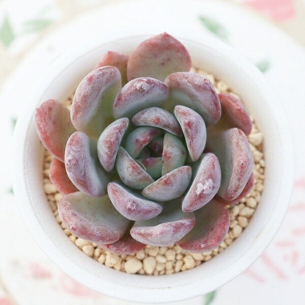 Potting Option ― 植込みオプション ― ● 一期一会の生命を、最適な一鉢に 厳選した一株を、当園の黄金比培養土で丁寧に植え付けてお届け。生命の個性を尊重し、届いた日から日常に調和する一鉢に仕立てます。 プロの技術：根を傷めず、最適な排水環境を整備。 軽量・機能美：軽くて丈夫な鉢で、日常の管理も快適。 ギフト品質：清潔感ある姿は、大切な贈り物にも。 ※鉢形状等は植物に合わせプロが選定いたします。 About Succulents ― 植物についてのご案内 ― ● 一期一会の厳選された一株を 掲載している写真は、あくまで美しい「見本」です。お届けする多肉植物は、ご注文をいただいてから農場の膨大な数の中から、もっとも美しく、力強く輝いている個体をプロの目で一株ずつ厳選し、お届けしております。 「既製品ではなく、日々を生き、育ちゆく生命であること」 多肉植物は工場製品とは異なり、その美しい姿を形成するまでに、年月と愛情を必要とします。 そのため、生育過程でのわずかな傷等が見られる場合もございます。過酷な自然の中で生きてきた証であり、植物の持つ「個性」と「趣」としてお楽しみいただければ幸いです。 ※完璧な形や特定の姿に強いこだわりをお持ちのお客様は、ぜひ群馬の栽培場へお越しください ■ 葉に見られる茶色い点について 水に含まれる鉄分によるものです。植物の健康に支障はございませんのでご安心ください。通常の水やりを続けるうちに自然と消えていきます。 ■ 用土の中の白い粒々について 大切な植物を害虫から守るための予防薬です。お客様の元へ届いたあとも健やかに育つよう、あらかじめ混ぜ込んでおります。 お届け指定について 植物の鮮度と梱包の安全を最優先するため、原則として「日にち指定」はお受けしておりません。最適なタイミングでの発送をお待ちください。 サイズについて 各商品ページに鉢の大きさを明記しております。「思っていたより大きかった（小さかった）」という事がないよう、事前のご確認をお願いいたします。 Information ― ギフト・在庫・納品書について ― Gift Wrapping 大切な方への贈り物に。 心を込めた有料ラッピングを承っております。 特別な日を彩る、多肉植物のギフトをぜひご利用ください。 Eco-Friendly 【 納品書のペーパーレス化 】 エコ活動推進のため納品書は同梱しておりません。 ギフト利用の場合も、そのままお相手様へ 安心してお届けいただけます。 在庫に関する大切なお知らせ 多肉永遠では、群馬の自社農場にて一年を通し繁殖・栽培を行っております。 常に十分な在庫確保に努めておりますが、植天候の急変や予期せぬ人気による大量注文などにより、稀に欠品が生じる場合がございます。 実店舗および自社サイト等と在庫を共有しているため、システム上で「在庫あり」と表示されている場合でも、やむを得ずご注文をキャンセルさせていただく場合がございます。 一株一株を最高の状態でお届けするための判断でございます。何卒、ご理解とご了承を賜りますようお願い申し上げます。 How to Care ― 植物との暮らし、はじめの一歩 ― 長い旅を経て、あなたのお手元に届いた小さな生命。 まずは箱をそっと開けて、深呼吸をさせてあげてください。 新しい環境にゆっくりと慣れていくための、お手伝いのコツをご紹介します。 ● 置き場所（光の贈りもの） 到着後はまず、柔らかな光が入る「半日陰」で数日休ませてあげてください。 慣れてきたら、春・秋・冬は太陽の光がたっぷりと届く窓辺へ。夏は少し涼しい東側の窓辺や、遮光された場所が理想的です。 ※強い西日は少し苦手ですので、避けてあげてくださいね。 ● 水やり（潤いのリズム） 環境に慣れるまで、到着から3〜5日はお水を控え、根を落ち着かせます。 その後は、鉢の中の土が芯までしっかりと乾いてから、たっぷりと与えてください。乾きと潤いのメリハリが、ぷっくりと健康に育てる秘訣です。 ● 四季の移ろい（紅葉） 春と秋・冬は、多肉植物がもっとも鮮やかに色づく魔法の季節。夏は成長のために一度「緑色」に戻りますが、それは次の紅葉への準備期間です。 季節ごとに表情を変える「生きているアート」をお楽しみください。 ● 健やかな毎日のために 多肉植物が一番好きなのは「心地よい風」です。高温多湿を避けるよう、通風を意識してあげてください。 屋内・屋外どちらでも育てられますが、風が通り、光が遊ぶ場所がこの子たちの特等席です。 「うまく育てられるかしら？」と不安になった時は、いつでも私たちを頼ってください。 あなたと多肉植物の暮らしが、穏やかで輝かしいものになりますように。SPECIAL SELECTION [おすすめ販売] ― 写真の仔をお届けする、一期一会の出会い ― 【 唯一無二の表情を、そのままあなたのもとへ 】 多肉植物は、季節や環境によって刻々とその姿を変える「生きている宝石」です。 本ページでは、数ある株の中から私たちが一株ずつ丁寧に選び抜き、 「今、この瞬間が一番美しい」と自信を持っておすすめできる個体を撮影しました。 お届けするのは、写真に写っているそのもの。 色づき、葉の重なり、凛とした佇まい。一目惚れしたその仔を、安心してお迎えください。 Product Details ― 商品詳細 ― サイズ 鉢サイズ（実寸：約 7.5 cm） 撮影日 2026年10月16日（鮮度を大切にしています） お届け形態 [抜き苗/ポット植え] にて大切に梱包いたします 植物の名前 付箋（ふせん）にてお付けしております 植物に関して 画像の仔をお届けとなります。 植物ですので四季折々の変化を魅せます。 多少の変化はご了承くださいませ。撮影日より大幅に日数経過している場合はお気軽にお問合せください 現状況をお伝え可能です 多肉永遠のこだわり 群馬の厳しい四季に晒し、自社農場でじっくりと時間をかけて育て上げた苗たち。 私たちのこだわりは、ただ「形がきれい」なだけではなく、 「お客様の元へ届いた後も、健やかに育ち続ける強さ」を持っていることです。 店長自らが品質を厳選し、愛着を持って育てた「本物の多肉植物」をお届けします。