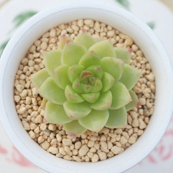 Potting Option ― 植込みオプション ― ● 一期一会の生命を、最適な一鉢に 厳選した一株を、当園の黄金比培養土で丁寧に植え付けてお届け。生命の個性を尊重し、届いた日から日常に調和する一鉢に仕立てます。 プロの技術：根を傷めず、最適な排水環境を整備。 軽量・機能美：軽くて丈夫な鉢で、日常の管理も快適。 ギフト品質：清潔感ある姿は、大切な贈り物にも。 ※鉢形状等は植物に合わせプロが選定いたします。 About Succulents ― 植物についてのご案内 ― ● 一期一会の厳選された一株を 掲載している写真は、あくまで美しい「見本」です。お届けする多肉植物は、ご注文をいただいてから農場の膨大な数の中から、もっとも美しく、力強く輝いている個体をプロの目で一株ずつ厳選し、お届けしております。 「既製品ではなく、日々を生き、育ちゆく生命であること」 多肉植物は工場製品とは異なり、その美しい姿を形成するまでに、年月と愛情を必要とします。 そのため、生育過程でのわずかな傷等が見られる場合もございます。過酷な自然の中で生きてきた証であり、植物の持つ「個性」と「趣」としてお楽しみいただければ幸いです。 ※完璧な形や特定の姿に強いこだわりをお持ちのお客様は、ぜひ群馬の栽培場へお越しください ■ 葉に見られる茶色い点について 水に含まれる鉄分によるものです。植物の健康に支障はございませんのでご安心ください。通常の水やりを続けるうちに自然と消えていきます。 ■ 用土の中の白い粒々について 大切な植物を害虫から守るための予防薬です。お客様の元へ届いたあとも健やかに育つよう、あらかじめ混ぜ込んでおります。 お届け指定について 植物の鮮度と梱包の安全を最優先するため、原則として「日にち指定」はお受けしておりません。最適なタイミングでの発送をお待ちください。 サイズについて 各商品ページに鉢の大きさを明記しております。「思っていたより大きかった（小さかった）」という事がないよう、事前のご確認をお願いいたします。 Information ― ギフト・在庫・納品書について ― Gift Wrapping 大切な方への贈り物に。 心を込めた有料ラッピングを承っております。 特別な日を彩る、多肉植物のギフトをぜひご利用ください。 Eco-Friendly 【 納品書のペーパーレス化 】 エコ活動推進のため納品書は同梱しておりません。 ギフト利用の場合も、そのままお相手様へ 安心してお届けいただけます。 在庫に関する大切なお知らせ 多肉永遠では、群馬の自社農場にて一年を通し繁殖・栽培を行っております。 常に十分な在庫確保に努めておりますが、植天候の急変や予期せぬ人気による大量注文などにより、稀に欠品が生じる場合がございます。 実店舗および自社サイト等と在庫を共有しているため、システム上で「在庫あり」と表示されている場合でも、やむを得ずご注文をキャンセルさせていただく場合がございます。 一株一株を最高の状態でお届けするための判断でございます。何卒、ご理解とご了承を賜りますようお願い申し上げます。 How to Care ― 植物との暮らし、はじめの一歩 ― 長い旅を経て、あなたのお手元に届いた小さな生命。 まずは箱をそっと開けて、深呼吸をさせてあげてください。 新しい環境にゆっくりと慣れていくための、お手伝いのコツをご紹介します。 ● 置き場所（光の贈りもの） 到着後はまず、柔らかな光が入る「半日陰」で数日休ませてあげてください。 慣れてきたら、春・秋・冬は太陽の光がたっぷりと届く窓辺へ。夏は少し涼しい東側の窓辺や、遮光された場所が理想的です。 ※強い西日は少し苦手ですので、避けてあげてくださいね。 ● 水やり（潤いのリズム） 環境に慣れるまで、到着から3〜5日はお水を控え、根を落ち着かせます。 その後は、鉢の中の土が芯までしっかりと乾いてから、たっぷりと与えてください。乾きと潤いのメリハリが、ぷっくりと健康に育てる秘訣です。 ● 四季の移ろい（紅葉） 春と秋・冬は、多肉植物がもっとも鮮やかに色づく魔法の季節。夏は成長のために一度「緑色」に戻りますが、それは次の紅葉への準備期間です。 季節ごとに表情を変える「生きているアート」をお楽しみください。 ● 健やかな毎日のために 多肉植物が一番好きなのは「心地よい風」です。高温多湿を避けるよう、通風を意識してあげてください。 屋内・屋外どちらでも育てられますが、風が通り、光が遊ぶ場所がこの子たちの特等席です。 「うまく育てられるかしら？」と不安になった時は、いつでも私たちを頼ってください。 あなたと多肉植物の暮らしが、穏やかで輝かしいものになりますように。SPECIAL SELECTION [おすすめ販売] ― 写真の仔をお届けする、一期一会の出会い ― 【 唯一無二の表情を、そのままあなたのもとへ 】 多肉植物は、季節や環境によって刻々とその姿を変える「生きている宝石」です。 本ページでは、数ある株の中から私たちが一株ずつ丁寧に選び抜き、 「今、この瞬間が一番美しい」と自信を持っておすすめできる個体を撮影しました。 お届けするのは、写真に写っているそのもの。 色づき、葉の重なり、凛とした佇まい。一目惚れしたその仔を、安心してお迎えください。 Product Details ― 商品詳細 ― サイズ 鉢サイズ（実寸：約 7.5 cm） 撮影日 2026年10月16日（鮮度を大切にしています） お届け形態 [抜き苗/ポット植え] にて大切に梱包いたします 植物の名前 付箋（ふせん）にてお付けしております 植物に関して 画像の仔をお届けとなります。 植物ですので四季折々の変化を魅せます。 多少の変化はご了承くださいませ。撮影日より大幅に日数経過している場合はお気軽にお問合せください 現状況をお伝え可能です 多肉永遠のこだわり 群馬の厳しい四季に晒し、自社農場でじっくりと時間をかけて育て上げた苗たち。 私たちのこだわりは、ただ「形がきれい」なだけではなく、 「お客様の元へ届いた後も、健やかに育ち続ける強さ」を持っていることです。 店長自らが品質を厳選し、愛着を持って育てた「本物の多肉植物」をお届けします。