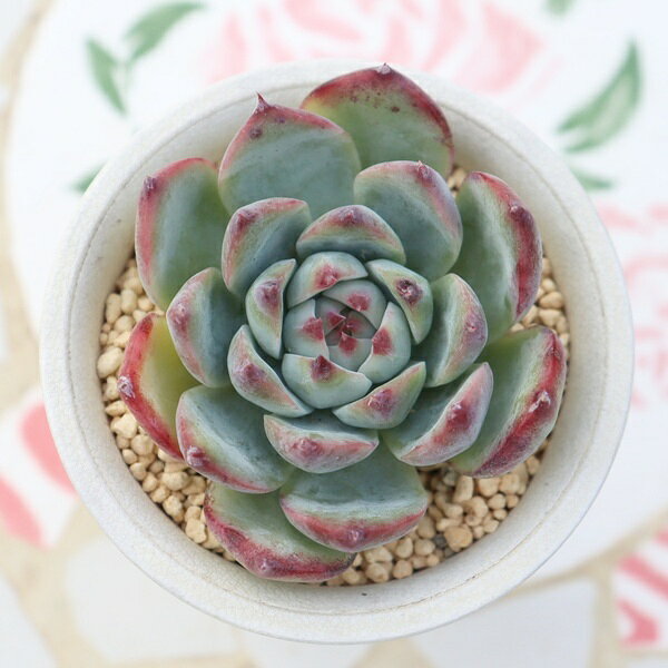 Potting Option ― 植込みオプション ― ● 一期一会の生命を、最適な一鉢に 厳選した一株を、当園の黄金比培養土で丁寧に植え付けてお届け。生命の個性を尊重し、届いた日から日常に調和する一鉢に仕立てます。 プロの技術：根を傷めず、最適な排水環境を整備。 軽量・機能美：軽くて丈夫な鉢で、日常の管理も快適。 ギフト品質：清潔感ある姿は、大切な贈り物にも。 ※鉢形状等は植物に合わせプロが選定いたします。 About Succulents ― 植物についてのご案内 ― ● 一期一会の厳選された一株を 掲載している写真は、あくまで美しい「見本」です。お届けする多肉植物は、ご注文をいただいてから農場の膨大な数の中から、もっとも美しく、力強く輝いている個体をプロの目で一株ずつ厳選し、お届けしております。 「既製品ではなく、日々を生き、育ちゆく生命であること」 多肉植物は工場製品とは異なり、その美しい姿を形成するまでに、年月と愛情を必要とします。 そのため、生育過程でのわずかな傷等が見られる場合もございます。過酷な自然の中で生きてきた証であり、植物の持つ「個性」と「趣」としてお楽しみいただければ幸いです。 ※完璧な形や特定の姿に強いこだわりをお持ちのお客様は、ぜひ群馬の栽培場へお越しください ■ 葉に見られる茶色い点について 水に含まれる鉄分によるものです。植物の健康に支障はございませんのでご安心ください。通常の水やりを続けるうちに自然と消えていきます。 ■ 用土の中の白い粒々について 大切な植物を害虫から守るための予防薬です。お客様の元へ届いたあとも健やかに育つよう、あらかじめ混ぜ込んでおります。 お届け指定について 植物の鮮度と梱包の安全を最優先するため、原則として「日にち指定」はお受けしておりません。最適なタイミングでの発送をお待ちください。 サイズについて 各商品ページに鉢の大きさを明記しております。「思っていたより大きかった（小さかった）」という事がないよう、事前のご確認をお願いいたします。 Information ― ギフト・在庫・納品書について ― Gift Wrapping 大切な方への贈り物に。 心を込めた有料ラッピングを承っております。 特別な日を彩る、多肉植物のギフトをぜひご利用ください。 Eco-Friendly 【 納品書のペーパーレス化 】 エコ活動推進のため納品書は同梱しておりません。 ギフト利用の場合も、そのままお相手様へ 安心してお届けいただけます。 在庫に関する大切なお知らせ 多肉永遠では、群馬の自社農場にて一年を通し繁殖・栽培を行っております。 常に十分な在庫確保に努めておりますが、植天候の急変や予期せぬ人気による大量注文などにより、稀に欠品が生じる場合がございます。 実店舗および自社サイト等と在庫を共有しているため、システム上で「在庫あり」と表示されている場合でも、やむを得ずご注文をキャンセルさせていただく場合がございます。 一株一株を最高の状態でお届けするための判断でございます。何卒、ご理解とご了承を賜りますようお願い申し上げます。 How to Care ― 植物との暮らし、はじめの一歩 ― 長い旅を経て、あなたのお手元に届いた小さな生命。 まずは箱をそっと開けて、深呼吸をさせてあげてください。 新しい環境にゆっくりと慣れていくための、お手伝いのコツをご紹介します。 ● 置き場所（光の贈りもの） 到着後はまず、柔らかな光が入る「半日陰」で数日休ませてあげてください。 慣れてきたら、春・秋・冬は太陽の光がたっぷりと届く窓辺へ。夏は少し涼しい東側の窓辺や、遮光された場所が理想的です。 ※強い西日は少し苦手ですので、避けてあげてくださいね。 ● 水やり（潤いのリズム） 環境に慣れるまで、到着から3〜5日はお水を控え、根を落ち着かせます。 その後は、鉢の中の土が芯までしっかりと乾いてから、たっぷりと与えてください。乾きと潤いのメリハリが、ぷっくりと健康に育てる秘訣です。 ● 四季の移ろい（紅葉） 春と秋・冬は、多肉植物がもっとも鮮やかに色づく魔法の季節。夏は成長のために一度「緑色」に戻りますが、それは次の紅葉への準備期間です。 季節ごとに表情を変える「生きているアート」をお楽しみください。 ● 健やかな毎日のために 多肉植物が一番好きなのは「心地よい風」です。高温多湿を避けるよう、通風を意識してあげてください。 屋内・屋外どちらでも育てられますが、風が通り、光が遊ぶ場所がこの子たちの特等席です。 「うまく育てられるかしら？」と不安になった時は、いつでも私たちを頼ってください。 あなたと多肉植物の暮らしが、穏やかで輝かしいものになりますように。SPECIAL SELECTION [おすすめ販売] ― 写真の仔をお届けする、一期一会の出会い ― 【 唯一無二の表情を、そのままあなたのもとへ 】 多肉植物は、季節や環境によって刻々とその姿を変える「生きている宝石」です。 本ページでは、数ある株の中から私たちが一株ずつ丁寧に選び抜き、 「今、この瞬間が一番美しい」と自信を持っておすすめできる個体を撮影しました。 お届けするのは、写真に写っているそのもの。 色づき、葉の重なり、凛とした佇まい。一目惚れしたその仔を、安心してお迎えください。 Product Details ― 商品詳細 ― サイズ 鉢サイズ（実寸：約 7.5 cm） 撮影日 2026年10月16日（鮮度を大切にしています） お届け形態 [抜き苗/ポット植え] にて大切に梱包いたします 植物の名前 付箋（ふせん）にてお付けしております 植物に関して 画像の仔をお届けとなります。 植物ですので四季折々の変化を魅せます。 多少の変化はご了承くださいませ。撮影日より大幅に日数経過している場合はお気軽にお問合せください 現状況をお伝え可能です 多肉永遠のこだわり 群馬の厳しい四季に晒し、自社農場でじっくりと時間をかけて育て上げた苗たち。 私たちのこだわりは、ただ「形がきれい」なだけではなく、 「お客様の元へ届いた後も、健やかに育ち続ける強さ」を持っていることです。 店長自らが品質を厳選し、愛着を持って育てた「本物の多肉植物」をお届けします。