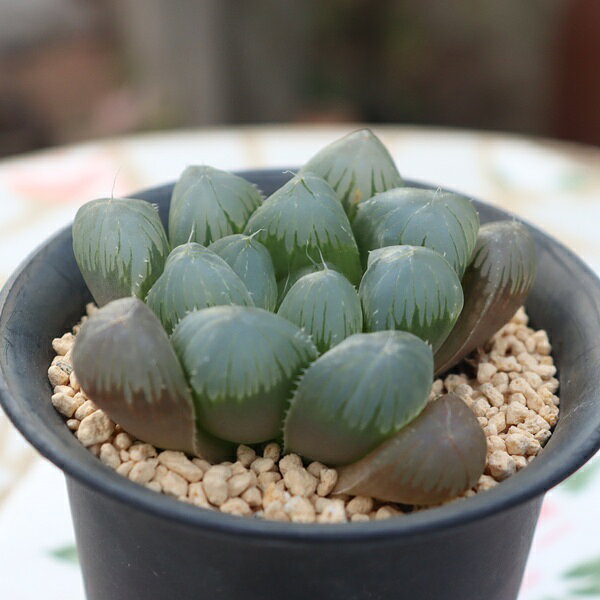 Potting Option ― 植込みオプション ― ● 一期一会の生命を、最適な一鉢に 厳選した一株を、当園の黄金比培養土で丁寧に植え付けてお届け。生命の個性を尊重し、届いた日から日常に調和する一鉢に仕立てます。 プロの技術：根を傷めず、最適な排水環境を整備。 軽量・機能美：軽くて丈夫な鉢で、日常の管理も快適。 ギフト品質：清潔感ある姿は、大切な贈り物にも。 ※鉢形状等は植物に合わせプロが選定いたします。 About Succulents ― 植物についてのご案内 ― ● 一期一会の厳選された一株を 掲載している写真は、あくまで美しい「見本」です。お届けする多肉植物は、ご注文をいただいてから農場の膨大な数の中から、もっとも美しく、力強く輝いている個体をプロの目で一株ずつ厳選し、お届けしております。 「既製品ではなく、日々を生き、育ちゆく生命であること」 多肉植物は工場製品とは異なり、その美しい姿を形成するまでに、年月と愛情を必要とします。 そのため、生育過程でのわずかな傷等が見られる場合もございます。過酷な自然の中で生きてきた証であり、植物の持つ「個性」と「趣」としてお楽しみいただければ幸いです。 ※完璧な形や特定の姿に強いこだわりをお持ちのお客様は、ぜひ群馬の栽培場へお越しください ■ 葉に見られる茶色い点について 水に含まれる鉄分によるものです。植物の健康に支障はございませんのでご安心ください。通常の水やりを続けるうちに自然と消えていきます。 ■ 用土の中の白い粒々について 大切な植物を害虫から守るための予防薬です。お客様の元へ届いたあとも健やかに育つよう、あらかじめ混ぜ込んでおります。 お届け指定について 植物の鮮度と梱包の安全を最優先するため、原則として「日にち指定」はお受けしておりません。最適なタイミングでの発送をお待ちください。 サイズについて 各商品ページに鉢の大きさを明記しております。「思っていたより大きかった（小さかった）」という事がないよう、事前のご確認をお願いいたします。 Information ― ギフト・在庫・納品書について ― Gift Wrapping 大切な方への贈り物に。 心を込めた有料ラッピングを承っております。 特別な日を彩る、多肉植物のギフトをぜひご利用ください。 Eco-Friendly 【 納品書のペーパーレス化 】 エコ活動推進のため納品書は同梱しておりません。 ギフト利用の場合も、そのままお相手様へ 安心してお届けいただけます。 在庫に関する大切なお知らせ 多肉永遠では、群馬の自社農場にて一年を通し繁殖・栽培を行っております。 常に十分な在庫確保に努めておりますが、植天候の急変や予期せぬ人気による大量注文などにより、稀に欠品が生じる場合がございます。 実店舗および自社サイト等と在庫を共有しているため、システム上で「在庫あり」と表示されている場合でも、やむを得ずご注文をキャンセルさせていただく場合がございます。 一株一株を最高の状態でお届けするための判断でございます。何卒、ご理解とご了承を賜りますようお願い申し上げます。 How to Care ― 植物との暮らし、はじめの一歩 ― 長い旅を経て、あなたのお手元に届いた小さな生命。 まずは箱をそっと開けて、深呼吸をさせてあげてください。 新しい環境にゆっくりと慣れていくための、お手伝いのコツをご紹介します。 ● 置き場所（光の贈りもの） 到着後はまず、柔らかな光が入る「半日陰」で数日休ませてあげてください。 慣れてきたら、春・秋・冬は太陽の光がたっぷりと届く窓辺へ。夏は少し涼しい東側の窓辺や、遮光された場所が理想的です。 ※強い西日は少し苦手ですので、避けてあげてくださいね。 ● 水やり（潤いのリズム） 環境に慣れるまで、到着から3〜5日はお水を控え、根を落ち着かせます。 その後は、鉢の中の土が芯までしっかりと乾いてから、たっぷりと与えてください。乾きと潤いのメリハリが、ぷっくりと健康に育てる秘訣です。 ● 四季の移ろい（紅葉） 春と秋・冬は、多肉植物がもっとも鮮やかに色づく魔法の季節。夏は成長のために一度「緑色」に戻りますが、それは次の紅葉への準備期間です。 季節ごとに表情を変える「生きているアート」をお楽しみください。 ● 健やかな毎日のために 多肉植物が一番好きなのは「心地よい風」です。高温多湿を避けるよう、通風を意識してあげてください。 屋内・屋外どちらでも育てられますが、風が通り、光が遊ぶ場所がこの子たちの特等席です。 「うまく育てられるかしら？」と不安になった時は、いつでも私たちを頼ってください。 あなたと多肉植物の暮らしが、穏やかで輝かしいものになりますように。SPECIAL SELECTION [おすすめ販売] ― 写真の仔をお届けする、一期一会の出会い ― 【 唯一無二の表情を、そのままあなたのもとへ 】 多肉植物は、季節や環境によって刻々とその姿を変える「生きている宝石」です。 本ページでは、数ある株の中から私たちが一株ずつ丁寧に選び抜き、 「今、この瞬間が一番美しい」と自信を持っておすすめできる個体を撮影しました。 お届けするのは、写真に写っているそのもの。 色づき、葉の重なり、凛とした佇まい。一目惚れしたその仔を、安心してお迎えください。 Product Details ― 商品詳細 ― サイズ 鉢サイズ（実寸：約 7.5 cm） 撮影日 2026年10月16日（鮮度を大切にしています） お届け形態 [抜き苗/ポット植え] にて大切に梱包いたします 植物の名前 付箋（ふせん）にてお付けしております 植物に関して 画像の仔をお届けとなります。 植物ですので四季折々の変化を魅せます。 多少の変化はご了承くださいませ。撮影日より大幅に日数経過している場合はお気軽にお問合せください 現状況をお伝え可能です 多肉永遠のこだわり 群馬の厳しい四季に晒し、自社農場でじっくりと時間をかけて育て上げた苗たち。 私たちのこだわりは、ただ「形がきれい」なだけではなく、 「お客様の元へ届いた後も、健やかに育ち続ける強さ」を持っていることです。 店長自らが品質を厳選し、愛着を持って育てた「本物の多肉植物」をお届けします。