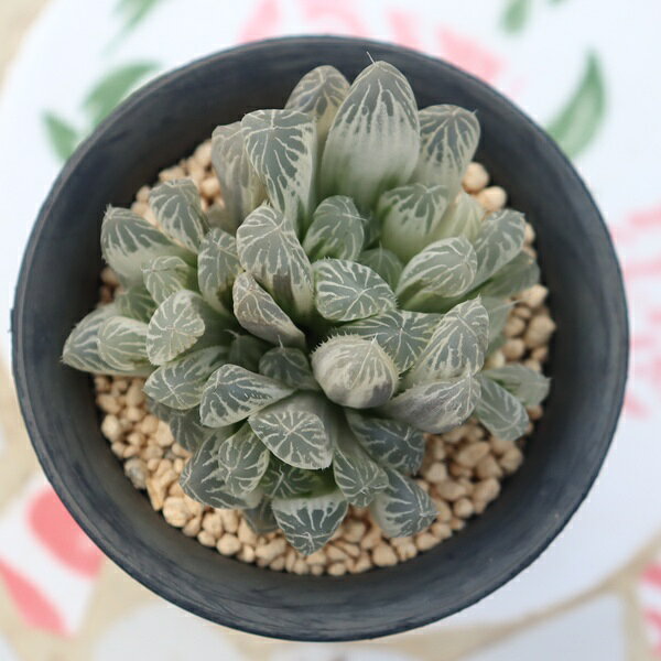 Potting Option ― 植込みオプション ― ● 一期一会の生命を、最適な一鉢に 厳選した一株を、当園の黄金比培養土で丁寧に植え付けてお届け。生命の個性を尊重し、届いた日から日常に調和する一鉢に仕立てます。 プロの技術：根を傷めず、最適な排水環境を整備。 軽量・機能美：軽くて丈夫な鉢で、日常の管理も快適。 ギフト品質：清潔感ある姿は、大切な贈り物にも。 ※鉢形状等は植物に合わせプロが選定いたします。 About Succulents ― 植物についてのご案内 ― ● 一期一会の厳選された一株を 掲載している写真は、あくまで美しい「見本」です。お届けする多肉植物は、ご注文をいただいてから農場の膨大な数の中から、もっとも美しく、力強く輝いている個体をプロの目で一株ずつ厳選し、お届けしております。 「既製品ではなく、日々を生き、育ちゆく生命であること」 多肉植物は工場製品とは異なり、その美しい姿を形成するまでに、年月と愛情を必要とします。 そのため、生育過程でのわずかな傷等が見られる場合もございます。過酷な自然の中で生きてきた証であり、植物の持つ「個性」と「趣」としてお楽しみいただければ幸いです。 ※完璧な形や特定の姿に強いこだわりをお持ちのお客様は、ぜひ群馬の栽培場へお越しください ■ 葉に見られる茶色い点について 水に含まれる鉄分によるものです。植物の健康に支障はございませんのでご安心ください。通常の水やりを続けるうちに自然と消えていきます。 ■ 用土の中の白い粒々について 大切な植物を害虫から守るための予防薬です。お客様の元へ届いたあとも健やかに育つよう、あらかじめ混ぜ込んでおります。 お届け指定について 植物の鮮度と梱包の安全を最優先するため、原則として「日にち指定」はお受けしておりません。最適なタイミングでの発送をお待ちください。 サイズについて 各商品ページに鉢の大きさを明記しております。「思っていたより大きかった（小さかった）」という事がないよう、事前のご確認をお願いいたします。 Information ― ギフト・在庫・納品書について ― Gift Wrapping 大切な方への贈り物に。 心を込めた有料ラッピングを承っております。 特別な日を彩る、多肉植物のギフトをぜひご利用ください。 Eco-Friendly 【 納品書のペーパーレス化 】 エコ活動推進のため納品書は同梱しておりません。 ギフト利用の場合も、そのままお相手様へ 安心してお届けいただけます。 在庫に関する大切なお知らせ 多肉永遠では、群馬の自社農場にて一年を通し繁殖・栽培を行っております。 常に十分な在庫確保に努めておりますが、植天候の急変や予期せぬ人気による大量注文などにより、稀に欠品が生じる場合がございます。 実店舗および自社サイト等と在庫を共有しているため、システム上で「在庫あり」と表示されている場合でも、やむを得ずご注文をキャンセルさせていただく場合がございます。 一株一株を最高の状態でお届けするための判断でございます。何卒、ご理解とご了承を賜りますようお願い申し上げます。 How to Care ― 植物との暮らし、はじめの一歩 ― 長い旅を経て、あなたのお手元に届いた小さな生命。 まずは箱をそっと開けて、深呼吸をさせてあげてください。 新しい環境にゆっくりと慣れていくための、お手伝いのコツをご紹介します。 ● 置き場所（光の贈りもの） 到着後はまず、柔らかな光が入る「半日陰」で数日休ませてあげてください。 慣れてきたら、春・秋・冬は太陽の光がたっぷりと届く窓辺へ。夏は少し涼しい東側の窓辺や、遮光された場所が理想的です。 ※強い西日は少し苦手ですので、避けてあげてくださいね。 ● 水やり（潤いのリズム） 環境に慣れるまで、到着から3〜5日はお水を控え、根を落ち着かせます。 その後は、鉢の中の土が芯までしっかりと乾いてから、たっぷりと与えてください。乾きと潤いのメリハリが、ぷっくりと健康に育てる秘訣です。 ● 四季の移ろい（紅葉） 春と秋・冬は、多肉植物がもっとも鮮やかに色づく魔法の季節。夏は成長のために一度「緑色」に戻りますが、それは次の紅葉への準備期間です。 季節ごとに表情を変える「生きているアート」をお楽しみください。 ● 健やかな毎日のために 多肉植物が一番好きなのは「心地よい風」です。高温多湿を避けるよう、通風を意識してあげてください。 屋内・屋外どちらでも育てられますが、風が通り、光が遊ぶ場所がこの子たちの特等席です。 「うまく育てられるかしら？」と不安になった時は、いつでも私たちを頼ってください。 あなたと多肉植物の暮らしが、穏やかで輝かしいものになりますように。SPECIAL SELECTION [おすすめ販売] ― 写真の仔をお届けする、一期一会の出会い ― 【 唯一無二の表情を、そのままあなたのもとへ 】 多肉植物は、季節や環境によって刻々とその姿を変える「生きている宝石」です。 本ページでは、数ある株の中から私たちが一株ずつ丁寧に選び抜き、 「今、この瞬間が一番美しい」と自信を持っておすすめできる個体を撮影しました。 お届けするのは、写真に写っているそのもの。 色づき、葉の重なり、凛とした佇まい。一目惚れしたその仔を、安心してお迎えください。 Product Details ― 商品詳細 ― サイズ 鉢サイズ（実寸：約 7.5 cm） 撮影日 2026年10月16日（鮮度を大切にしています） お届け形態 [抜き苗/ポット植え] にて大切に梱包いたします 植物の名前 付箋（ふせん）にてお付けしております 植物に関して 画像の仔をお届けとなります。 植物ですので四季折々の変化を魅せます。 多少の変化はご了承くださいませ。撮影日より大幅に日数経過している場合はお気軽にお問合せください 現状況をお伝え可能です 多肉永遠のこだわり 群馬の厳しい四季に晒し、自社農場でじっくりと時間をかけて育て上げた苗たち。 私たちのこだわりは、ただ「形がきれい」なだけではなく、 「お客様の元へ届いた後も、健やかに育ち続ける強さ」を持っていることです。 店長自らが品質を厳選し、愛着を持って育てた「本物の多肉植物」をお届けします。