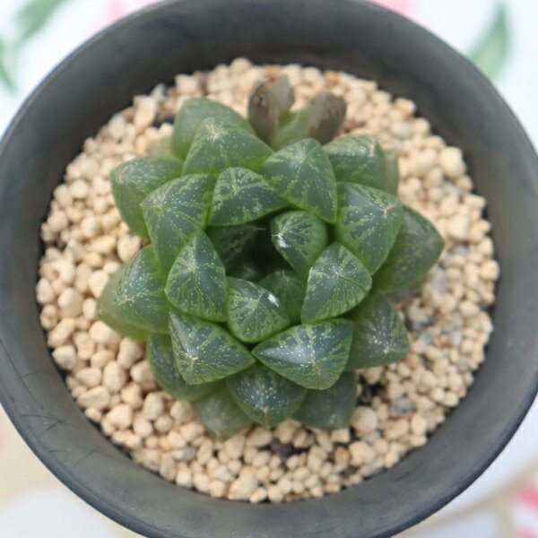 Potting Option ― 植込みオプション ― ● 一期一会の生命を、最適な一鉢に 厳選した一株を、当園の黄金比培養土で丁寧に植え付けてお届け。生命の個性を尊重し、届いた日から日常に調和する一鉢に仕立てます。 プロの技術：根を傷めず、最適な排水環境を整備。 軽量・機能美：軽くて丈夫な鉢で、日常の管理も快適。 ギフト品質：清潔感ある姿は、大切な贈り物にも。 ※鉢形状等は植物に合わせプロが選定いたします。 About Succulents ― 植物についてのご案内 ― ● 一期一会の厳選された一株を 掲載している写真は、あくまで美しい「見本」です。お届けする多肉植物は、ご注文をいただいてから農場の膨大な数の中から、もっとも美しく、力強く輝いている個体をプロの目で一株ずつ厳選し、お届けしております。 「既製品ではなく、日々を生き、育ちゆく生命であること」 多肉植物は工場製品とは異なり、その美しい姿を形成するまでに、年月と愛情を必要とします。 そのため、生育過程でのわずかな傷等が見られる場合もございます。過酷な自然の中で生きてきた証であり、植物の持つ「個性」と「趣」としてお楽しみいただければ幸いです。 ※完璧な形や特定の姿に強いこだわりをお持ちのお客様は、ぜひ群馬の栽培場へお越しください ■ 葉に見られる茶色い点について 水に含まれる鉄分によるものです。植物の健康に支障はございませんのでご安心ください。通常の水やりを続けるうちに自然と消えていきます。 ■ 用土の中の白い粒々について 大切な植物を害虫から守るための予防薬です。お客様の元へ届いたあとも健やかに育つよう、あらかじめ混ぜ込んでおります。 お届け指定について 植物の鮮度と梱包の安全を最優先するため、原則として「日にち指定」はお受けしておりません。最適なタイミングでの発送をお待ちください。 サイズについて 各商品ページに鉢の大きさを明記しております。「思っていたより大きかった（小さかった）」という事がないよう、事前のご確認をお願いいたします。 Information ― ギフト・在庫・納品書について ― Gift Wrapping 大切な方への贈り物に。 心を込めた有料ラッピングを承っております。 特別な日を彩る、多肉植物のギフトをぜひご利用ください。 Eco-Friendly 【 納品書のペーパーレス化 】 エコ活動推進のため納品書は同梱しておりません。 ギフト利用の場合も、そのままお相手様へ 安心してお届けいただけます。 在庫に関する大切なお知らせ 多肉永遠では、群馬の自社農場にて一年を通し繁殖・栽培を行っております。 常に十分な在庫確保に努めておりますが、植天候の急変や予期せぬ人気による大量注文などにより、稀に欠品が生じる場合がございます。 実店舗および自社サイト等と在庫を共有しているため、システム上で「在庫あり」と表示されている場合でも、やむを得ずご注文をキャンセルさせていただく場合がございます。 一株一株を最高の状態でお届けするための判断でございます。何卒、ご理解とご了承を賜りますようお願い申し上げます。 How to Care ― 植物との暮らし、はじめの一歩 ― 長い旅を経て、あなたのお手元に届いた小さな生命。 まずは箱をそっと開けて、深呼吸をさせてあげてください。 新しい環境にゆっくりと慣れていくための、お手伝いのコツをご紹介します。 ● 置き場所（光の贈りもの） 到着後はまず、柔らかな光が入る「半日陰」で数日休ませてあげてください。 慣れてきたら、春・秋・冬は太陽の光がたっぷりと届く窓辺へ。夏は少し涼しい東側の窓辺や、遮光された場所が理想的です。 ※強い西日は少し苦手ですので、避けてあげてくださいね。 ● 水やり（潤いのリズム） 環境に慣れるまで、到着から3〜5日はお水を控え、根を落ち着かせます。 その後は、鉢の中の土が芯までしっかりと乾いてから、たっぷりと与えてください。乾きと潤いのメリハリが、ぷっくりと健康に育てる秘訣です。 ● 四季の移ろい（紅葉） 春と秋・冬は、多肉植物がもっとも鮮やかに色づく魔法の季節。夏は成長のために一度「緑色」に戻りますが、それは次の紅葉への準備期間です。 季節ごとに表情を変える「生きているアート」をお楽しみください。 ● 健やかな毎日のために 多肉植物が一番好きなのは「心地よい風」です。高温多湿を避けるよう、通風を意識してあげてください。 屋内・屋外どちらでも育てられますが、風が通り、光が遊ぶ場所がこの子たちの特等席です。 「うまく育てられるかしら？」と不安になった時は、いつでも私たちを頼ってください。 あなたと多肉植物の暮らしが、穏やかで輝かしいものになりますように。SPECIAL SELECTION [おすすめ販売] ― 写真の仔をお届けする、一期一会の出会い ― 【 唯一無二の表情を、そのままあなたのもとへ 】 多肉植物は、季節や環境によって刻々とその姿を変える「生きている宝石」です。 本ページでは、数ある株の中から私たちが一株ずつ丁寧に選び抜き、 「今、この瞬間が一番美しい」と自信を持っておすすめできる個体を撮影しました。 お届けするのは、写真に写っているそのもの。 色づき、葉の重なり、凛とした佇まい。一目惚れしたその仔を、安心してお迎えください。 Product Details ― 商品詳細 ― サイズ 鉢サイズ（実寸：約 7.5 cm） 撮影日 2026年10月16日（鮮度を大切にしています） お届け形態 [抜き苗/ポット植え] にて大切に梱包いたします 植物の名前 付箋（ふせん）にてお付けしております 植物に関して 画像の仔をお届けとなります。 植物ですので四季折々の変化を魅せます。 多少の変化はご了承くださいませ。撮影日より大幅に日数経過している場合はお気軽にお問合せください 現状況をお伝え可能です 多肉永遠のこだわり 群馬の厳しい四季に晒し、自社農場でじっくりと時間をかけて育て上げた苗たち。 私たちのこだわりは、ただ「形がきれい」なだけではなく、 「お客様の元へ届いた後も、健やかに育ち続ける強さ」を持っていることです。 店長自らが品質を厳選し、愛着を持って育てた「本物の多肉植物」をお届けします。