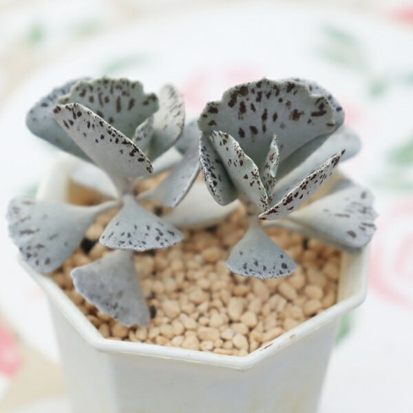 Potting Option ― 植込みオプション ― ● 一期一会の生命を、最適な一鉢に 厳選した一株を、当園の黄金比培養土で丁寧に植え付けてお届け。生命の個性を尊重し、届いた日から日常に調和する一鉢に仕立てます。 プロの技術：根を傷めず、最適な排水環境を整備。 軽量・機能美：軽くて丈夫な鉢で、日常の管理も快適。 ギフト品質：清潔感ある姿は、大切な贈り物にも。 ※鉢形状等は植物に合わせプロが選定いたします。 About Succulents ― 植物についてのご案内 ― ● 一期一会の厳選された一株を 掲載している写真は、あくまで美しい「見本」です。お届けする多肉植物は、ご注文をいただいてから農場の膨大な数の中から、もっとも美しく、力強く輝いている個体をプロの目で一株ずつ厳選し、お届けしております。 「既製品ではなく、日々を生き、育ちゆく生命であること」 多肉植物は工場製品とは異なり、その美しい姿を形成するまでに、年月と愛情を必要とします。 そのため、生育過程でのわずかな傷等が見られる場合もございます。過酷な自然の中で生きてきた証であり、植物の持つ「個性」と「趣」としてお楽しみいただければ幸いです。 ※完璧な形や特定の姿に強いこだわりをお持ちのお客様は、ぜひ群馬の栽培場へお越しください ■ 葉に見られる茶色い点について 水に含まれる鉄分によるものです。植物の健康に支障はございませんのでご安心ください。通常の水やりを続けるうちに自然と消えていきます。 ■ 用土の中の白い粒々について 大切な植物を害虫から守るための予防薬です。お客様の元へ届いたあとも健やかに育つよう、あらかじめ混ぜ込んでおります。 お届け指定について 植物の鮮度と梱包の安全を最優先するため、原則として「日にち指定」はお受けしておりません。最適なタイミングでの発送をお待ちください。 サイズについて 各商品ページに鉢の大きさを明記しております。「思っていたより大きかった（小さかった）」という事がないよう、事前のご確認をお願いいたします。 Information ― ギフト・在庫・納品書について ― Gift Wrapping 大切な方への贈り物に。 心を込めた有料ラッピングを承っております。 特別な日を彩る、多肉植物のギフトをぜひご利用ください。 Eco-Friendly 【 納品書のペーパーレス化 】 エコ活動推進のため納品書は同梱しておりません。 ギフト利用の場合も、そのままお相手様へ 安心してお届けいただけます。 在庫に関する大切なお知らせ 多肉永遠では、群馬の自社農場にて一年を通し繁殖・栽培を行っております。 常に十分な在庫確保に努めておりますが、植天候の急変や予期せぬ人気による大量注文などにより、稀に欠品が生じる場合がございます。 実店舗および自社サイト等と在庫を共有しているため、システム上で「在庫あり」と表示されている場合でも、やむを得ずご注文をキャンセルさせていただく場合がございます。 一株一株を最高の状態でお届けするための判断でございます。何卒、ご理解とご了承を賜りますようお願い申し上げます。 How to Care ― 植物との暮らし、はじめの一歩 ― 長い旅を経て、あなたのお手元に届いた小さな生命。 まずは箱をそっと開けて、深呼吸をさせてあげてください。 新しい環境にゆっくりと慣れていくための、お手伝いのコツをご紹介します。 ● 置き場所（光の贈りもの） 到着後はまず、柔らかな光が入る「半日陰」で数日休ませてあげてください。 慣れてきたら、春・秋・冬は太陽の光がたっぷりと届く窓辺へ。夏は少し涼しい東側の窓辺や、遮光された場所が理想的です。 ※強い西日は少し苦手ですので、避けてあげてくださいね。 ● 水やり（潤いのリズム） 環境に慣れるまで、到着から3〜5日はお水を控え、根を落ち着かせます。 その後は、鉢の中の土が芯までしっかりと乾いてから、たっぷりと与えてください。乾きと潤いのメリハリが、ぷっくりと健康に育てる秘訣です。 ● 四季の移ろい（紅葉） 春と秋・冬は、多肉植物がもっとも鮮やかに色づく魔法の季節。夏は成長のために一度「緑色」に戻りますが、それは次の紅葉への準備期間です。 季節ごとに表情を変える「生きているアート」をお楽しみください。 ● 健やかな毎日のために 多肉植物が一番好きなのは「心地よい風」です。高温多湿を避けるよう、通風を意識してあげてください。 屋内・屋外どちらでも育てられますが、風が通り、光が遊ぶ場所がこの子たちの特等席です。 「うまく育てられるかしら？」と不安になった時は、いつでも私たちを頼ってください。 あなたと多肉植物の暮らしが、穏やかで輝かしいものになりますように。SPECIAL SELECTION [おすすめ販売] ― 写真の仔をお届けする、一期一会の出会い ― 【 唯一無二の表情を、そのままあなたのもとへ 】 多肉植物は、季節や環境によって刻々とその姿を変える「生きている宝石」です。 本ページでは、数ある株の中から私たちが一株ずつ丁寧に選び抜き、 「今、この瞬間が一番美しい」と自信を持っておすすめできる個体を撮影しました。 お届けするのは、写真に写っているそのもの。 色づき、葉の重なり、凛とした佇まい。一目惚れしたその仔を、安心してお迎えください。 Product Details ― 商品詳細 ― サイズ 鉢サイズ（実寸：約 5.5 cm） 撮影日 2026年10月16日（鮮度を大切にしています） お届け形態 [抜き苗/ポット植え] にて大切に梱包いたします 植物の名前 付箋（ふせん）にてお付けしております 植物に関して 画像の仔をお届けとなります。 植物ですので四季折々の変化を魅せます。 多少の変化はご了承くださいませ。撮影日より大幅に日数経過している場合はお気軽にお問合せください 現状況をお伝え可能です 多肉永遠のこだわり 群馬の厳しい四季に晒し、自社農場でじっくりと時間をかけて育て上げた苗たち。 私たちのこだわりは、ただ「形がきれい」なだけではなく、 「お客様の元へ届いた後も、健やかに育ち続ける強さ」を持っていることです。 店長自らが品質を厳選し、愛着を持って育てた「本物の多肉植物」をお届けします。