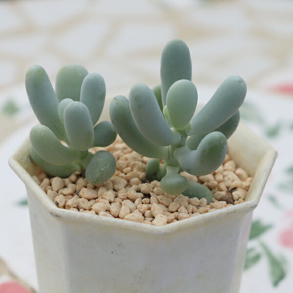 Potting Option ― 植込みオプション ― ● 一期一会の生命を、最適な一鉢に 厳選した一株を、当園の黄金比培養土で丁寧に植え付けてお届け。生命の個性を尊重し、届いた日から日常に調和する一鉢に仕立てます。 プロの技術：根を傷めず、最適な排水環境を整備。 軽量・機能美：軽くて丈夫な鉢で、日常の管理も快適。 ギフト品質：清潔感ある姿は、大切な贈り物にも。 ※鉢形状等は植物に合わせプロが選定いたします。 About Succulents ― 植物についてのご案内 ― ● 一期一会の厳選された一株を 掲載している写真は、あくまで美しい「見本」です。お届けする多肉植物は、ご注文をいただいてから農場の膨大な数の中から、もっとも美しく、力強く輝いている個体をプロの目で一株ずつ厳選し、お届けしております。 「既製品ではなく、日々を生き、育ちゆく生命であること」 多肉植物は工場製品とは異なり、その美しい姿を形成するまでに、年月と愛情を必要とします。 そのため、生育過程でのわずかな傷等が見られる場合もございます。過酷な自然の中で生きてきた証であり、植物の持つ「個性」と「趣」としてお楽しみいただければ幸いです。 ※完璧な形や特定の姿に強いこだわりをお持ちのお客様は、ぜひ群馬の栽培場へお越しください ■ 葉に見られる茶色い点について 水に含まれる鉄分によるものです。植物の健康に支障はございませんのでご安心ください。通常の水やりを続けるうちに自然と消えていきます。 ■ 用土の中の白い粒々について 大切な植物を害虫から守るための予防薬です。お客様の元へ届いたあとも健やかに育つよう、あらかじめ混ぜ込んでおります。 お届け指定について 植物の鮮度と梱包の安全を最優先するため、原則として「日にち指定」はお受けしておりません。最適なタイミングでの発送をお待ちください。 サイズについて 各商品ページに鉢の大きさを明記しております。「思っていたより大きかった（小さかった）」という事がないよう、事前のご確認をお願いいたします。 Information ― ギフト・在庫・納品書について ― Gift Wrapping 大切な方への贈り物に。 心を込めた有料ラッピングを承っております。 特別な日を彩る、多肉植物のギフトをぜひご利用ください。 Eco-Friendly 【 納品書のペーパーレス化 】 エコ活動推進のため納品書は同梱しておりません。 ギフト利用の場合も、そのままお相手様へ 安心してお届けいただけます。 在庫に関する大切なお知らせ 多肉永遠では、群馬の自社農場にて一年を通し繁殖・栽培を行っております。 常に十分な在庫確保に努めておりますが、植天候の急変や予期せぬ人気による大量注文などにより、稀に欠品が生じる場合がございます。 実店舗および自社サイト等と在庫を共有しているため、システム上で「在庫あり」と表示されている場合でも、やむを得ずご注文をキャンセルさせていただく場合がございます。 一株一株を最高の状態でお届けするための判断でございます。何卒、ご理解とご了承を賜りますようお願い申し上げます。 How to Care ― 植物との暮らし、はじめの一歩 ― 長い旅を経て、あなたのお手元に届いた小さな生命。 まずは箱をそっと開けて、深呼吸をさせてあげてください。 新しい環境にゆっくりと慣れていくための、お手伝いのコツをご紹介します。 ● 置き場所（光の贈りもの） 到着後はまず、柔らかな光が入る「半日陰」で数日休ませてあげてください。 慣れてきたら、春・秋・冬は太陽の光がたっぷりと届く窓辺へ。夏は少し涼しい東側の窓辺や、遮光された場所が理想的です。 ※強い西日は少し苦手ですので、避けてあげてくださいね。 ● 水やり（潤いのリズム） 環境に慣れるまで、到着から3〜5日はお水を控え、根を落ち着かせます。 その後は、鉢の中の土が芯までしっかりと乾いてから、たっぷりと与えてください。乾きと潤いのメリハリが、ぷっくりと健康に育てる秘訣です。 ● 四季の移ろい（紅葉） 春と秋・冬は、多肉植物がもっとも鮮やかに色づく魔法の季節。夏は成長のために一度「緑色」に戻りますが、それは次の紅葉への準備期間です。 季節ごとに表情を変える「生きているアート」をお楽しみください。 ● 健やかな毎日のために 多肉植物が一番好きなのは「心地よい風」です。高温多湿を避けるよう、通風を意識してあげてください。 屋内・屋外どちらでも育てられますが、風が通り、光が遊ぶ場所がこの子たちの特等席です。 「うまく育てられるかしら？」と不安になった時は、いつでも私たちを頼ってください。 あなたと多肉植物の暮らしが、穏やかで輝かしいものになりますように。SPECIAL SELECTION [おすすめ販売] ― 写真の仔をお届けする、一期一会の出会い ― 【 唯一無二の表情を、そのままあなたのもとへ 】 多肉植物は、季節や環境によって刻々とその姿を変える「生きている宝石」です。 本ページでは、数ある株の中から私たちが一株ずつ丁寧に選び抜き、 「今、この瞬間が一番美しい」と自信を持っておすすめできる個体を撮影しました。 お届けするのは、写真に写っているそのもの。 色づき、葉の重なり、凛とした佇まい。一目惚れしたその仔を、安心してお迎えください。 Product Details ― 商品詳細 ― サイズ 鉢サイズ（実寸：約 5.5 cm） 撮影日 2026年10月16日（鮮度を大切にしています） お届け形態 [抜き苗/ポット植え] にて大切に梱包いたします 植物の名前 付箋（ふせん）にてお付けしております 植物に関して 画像の仔をお届けとなります。 植物ですので四季折々の変化を魅せます。 多少の変化はご了承くださいませ。撮影日より大幅に日数経過している場合はお気軽にお問合せください 現状況をお伝え可能です 多肉永遠のこだわり 群馬の厳しい四季に晒し、自社農場でじっくりと時間をかけて育て上げた苗たち。 私たちのこだわりは、ただ「形がきれい」なだけではなく、 「お客様の元へ届いた後も、健やかに育ち続ける強さ」を持っていることです。 店長自らが品質を厳選し、愛着を持って育てた「本物の多肉植物」をお届けします。