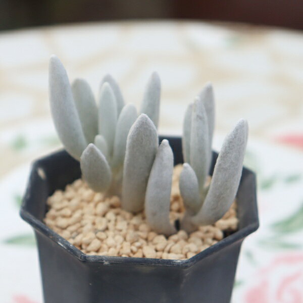 Potting Option ― 植込みオプション ― ● 一期一会の生命を、最適な一鉢に 厳選した一株を、当園の黄金比培養土で丁寧に植え付けてお届け。生命の個性を尊重し、届いた日から日常に調和する一鉢に仕立てます。 プロの技術：根を傷めず、最適な排水環境を整備。 軽量・機能美：軽くて丈夫な鉢で、日常の管理も快適。 ギフト品質：清潔感ある姿は、大切な贈り物にも。 ※鉢形状等は植物に合わせプロが選定いたします。 About Succulents ― 植物についてのご案内 ― ● 一期一会の厳選された一株を 掲載している写真は、あくまで美しい「見本」です。お届けする多肉植物は、ご注文をいただいてから農場の膨大な数の中から、もっとも美しく、力強く輝いている個体をプロの目で一株ずつ厳選し、お届けしております。 「既製品ではなく、日々を生き、育ちゆく生命であること」 多肉植物は工場製品とは異なり、その美しい姿を形成するまでに、年月と愛情を必要とします。 そのため、生育過程でのわずかな傷等が見られる場合もございます。過酷な自然の中で生きてきた証であり、植物の持つ「個性」と「趣」としてお楽しみいただければ幸いです。 ※完璧な形や特定の姿に強いこだわりをお持ちのお客様は、ぜひ群馬の栽培場へお越しください ■ 葉に見られる茶色い点について 水に含まれる鉄分によるものです。植物の健康に支障はございませんのでご安心ください。通常の水やりを続けるうちに自然と消えていきます。 ■ 用土の中の白い粒々について 大切な植物を害虫から守るための予防薬です。お客様の元へ届いたあとも健やかに育つよう、あらかじめ混ぜ込んでおります。 お届け指定について 植物の鮮度と梱包の安全を最優先するため、原則として「日にち指定」はお受けしておりません。最適なタイミングでの発送をお待ちください。 サイズについて 各商品ページに鉢の大きさを明記しております。「思っていたより大きかった（小さかった）」という事がないよう、事前のご確認をお願いいたします。 Information ― ギフト・在庫・納品書について ― Gift Wrapping 大切な方への贈り物に。 心を込めた有料ラッピングを承っております。 特別な日を彩る、多肉植物のギフトをぜひご利用ください。 Eco-Friendly 【 納品書のペーパーレス化 】 エコ活動推進のため納品書は同梱しておりません。 ギフト利用の場合も、そのままお相手様へ 安心してお届けいただけます。 在庫に関する大切なお知らせ 多肉永遠では、群馬の自社農場にて一年を通し繁殖・栽培を行っております。 常に十分な在庫確保に努めておりますが、植天候の急変や予期せぬ人気による大量注文などにより、稀に欠品が生じる場合がございます。 実店舗および自社サイト等と在庫を共有しているため、システム上で「在庫あり」と表示されている場合でも、やむを得ずご注文をキャンセルさせていただく場合がございます。 一株一株を最高の状態でお届けするための判断でございます。何卒、ご理解とご了承を賜りますようお願い申し上げます。 How to Care ― 植物との暮らし、はじめの一歩 ― 長い旅を経て、あなたのお手元に届いた小さな生命。 まずは箱をそっと開けて、深呼吸をさせてあげてください。 新しい環境にゆっくりと慣れていくための、お手伝いのコツをご紹介します。 ● 置き場所（光の贈りもの） 到着後はまず、柔らかな光が入る「半日陰」で数日休ませてあげてください。 慣れてきたら、春・秋・冬は太陽の光がたっぷりと届く窓辺へ。夏は少し涼しい東側の窓辺や、遮光された場所が理想的です。 ※強い西日は少し苦手ですので、避けてあげてくださいね。 ● 水やり（潤いのリズム） 環境に慣れるまで、到着から3〜5日はお水を控え、根を落ち着かせます。 その後は、鉢の中の土が芯までしっかりと乾いてから、たっぷりと与えてください。乾きと潤いのメリハリが、ぷっくりと健康に育てる秘訣です。 ● 四季の移ろい（紅葉） 春と秋・冬は、多肉植物がもっとも鮮やかに色づく魔法の季節。夏は成長のために一度「緑色」に戻りますが、それは次の紅葉への準備期間です。 季節ごとに表情を変える「生きているアート」をお楽しみください。 ● 健やかな毎日のために 多肉植物が一番好きなのは「心地よい風」です。高温多湿を避けるよう、通風を意識してあげてください。 屋内・屋外どちらでも育てられますが、風が通り、光が遊ぶ場所がこの子たちの特等席です。 「うまく育てられるかしら？」と不安になった時は、いつでも私たちを頼ってください。 あなたと多肉植物の暮らしが、穏やかで輝かしいものになりますように。SPECIAL SELECTION [おすすめ販売] ― 写真の仔をお届けする、一期一会の出会い ― 【 唯一無二の表情を、そのままあなたのもとへ 】 多肉植物は、季節や環境によって刻々とその姿を変える「生きている宝石」です。 本ページでは、数ある株の中から私たちが一株ずつ丁寧に選び抜き、 「今、この瞬間が一番美しい」と自信を持っておすすめできる個体を撮影しました。 お届けするのは、写真に写っているそのもの。 色づき、葉の重なり、凛とした佇まい。一目惚れしたその仔を、安心してお迎えください。 Product Details ― 商品詳細 ― サイズ 鉢サイズ（実寸：約 5.5 cm） 撮影日 2026年10月16日（鮮度を大切にしています） お届け形態 [抜き苗/ポット植え] にて大切に梱包いたします 植物の名前 付箋（ふせん）にてお付けしております 植物に関して 画像の仔をお届けとなります。 植物ですので四季折々の変化を魅せます。 多少の変化はご了承くださいませ。撮影日より大幅に日数経過している場合はお気軽にお問合せください 現状況をお伝え可能です 多肉永遠のこだわり 群馬の厳しい四季に晒し、自社農場でじっくりと時間をかけて育て上げた苗たち。 私たちのこだわりは、ただ「形がきれい」なだけではなく、 「お客様の元へ届いた後も、健やかに育ち続ける強さ」を持っていることです。 店長自らが品質を厳選し、愛着を持って育てた「本物の多肉植物」をお届けします。