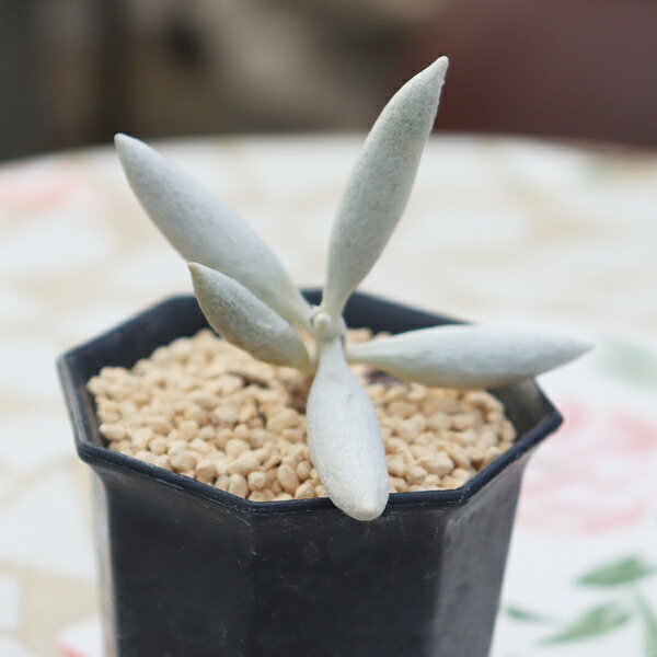 Potting Option ― 植込みオプション ― ● 一期一会の生命を、最適な一鉢に 厳選した一株を、当園の黄金比培養土で丁寧に植え付けてお届け。生命の個性を尊重し、届いた日から日常に調和する一鉢に仕立てます。 プロの技術：根を傷めず、最適な排水環境を整備。 軽量・機能美：軽くて丈夫な鉢で、日常の管理も快適。 ギフト品質：清潔感ある姿は、大切な贈り物にも。 ※鉢形状等は植物に合わせプロが選定いたします。 About Succulents ― 植物についてのご案内 ― ● 一期一会の厳選された一株を 掲載している写真は、あくまで美しい「見本」です。お届けする多肉植物は、ご注文をいただいてから農場の膨大な数の中から、もっとも美しく、力強く輝いている個体をプロの目で一株ずつ厳選し、お届けしております。 「既製品ではなく、日々を生き、育ちゆく生命であること」 多肉植物は工場製品とは異なり、その美しい姿を形成するまでに、年月と愛情を必要とします。 そのため、生育過程でのわずかな傷等が見られる場合もございます。過酷な自然の中で生きてきた証であり、植物の持つ「個性」と「趣」としてお楽しみいただければ幸いです。 ※完璧な形や特定の姿に強いこだわりをお持ちのお客様は、ぜひ群馬の栽培場へお越しください ■ 葉に見られる茶色い点について 水に含まれる鉄分によるものです。植物の健康に支障はございませんのでご安心ください。通常の水やりを続けるうちに自然と消えていきます。 ■ 用土の中の白い粒々について 大切な植物を害虫から守るための予防薬です。お客様の元へ届いたあとも健やかに育つよう、あらかじめ混ぜ込んでおります。 お届け指定について 植物の鮮度と梱包の安全を最優先するため、原則として「日にち指定」はお受けしておりません。最適なタイミングでの発送をお待ちください。 サイズについて 各商品ページに鉢の大きさを明記しております。「思っていたより大きかった（小さかった）」という事がないよう、事前のご確認をお願いいたします。 Information ― ギフト・在庫・納品書について ― Gift Wrapping 大切な方への贈り物に。 心を込めた有料ラッピングを承っております。 特別な日を彩る、多肉植物のギフトをぜひご利用ください。 Eco-Friendly 【 納品書のペーパーレス化 】 エコ活動推進のため納品書は同梱しておりません。 ギフト利用の場合も、そのままお相手様へ 安心してお届けいただけます。 在庫に関する大切なお知らせ 多肉永遠では、群馬の自社農場にて一年を通し繁殖・栽培を行っております。 常に十分な在庫確保に努めておりますが、植天候の急変や予期せぬ人気による大量注文などにより、稀に欠品が生じる場合がございます。 実店舗および自社サイト等と在庫を共有しているため、システム上で「在庫あり」と表示されている場合でも、やむを得ずご注文をキャンセルさせていただく場合がございます。 一株一株を最高の状態でお届けするための判断でございます。何卒、ご理解とご了承を賜りますようお願い申し上げます。 How to Care ― 植物との暮らし、はじめの一歩 ― 長い旅を経て、あなたのお手元に届いた小さな生命。 まずは箱をそっと開けて、深呼吸をさせてあげてください。 新しい環境にゆっくりと慣れていくための、お手伝いのコツをご紹介します。 ● 置き場所（光の贈りもの） 到着後はまず、柔らかな光が入る「半日陰」で数日休ませてあげてください。 慣れてきたら、春・秋・冬は太陽の光がたっぷりと届く窓辺へ。夏は少し涼しい東側の窓辺や、遮光された場所が理想的です。 ※強い西日は少し苦手ですので、避けてあげてくださいね。 ● 水やり（潤いのリズム） 環境に慣れるまで、到着から3〜5日はお水を控え、根を落ち着かせます。 その後は、鉢の中の土が芯までしっかりと乾いてから、たっぷりと与えてください。乾きと潤いのメリハリが、ぷっくりと健康に育てる秘訣です。 ● 四季の移ろい（紅葉） 春と秋・冬は、多肉植物がもっとも鮮やかに色づく魔法の季節。夏は成長のために一度「緑色」に戻りますが、それは次の紅葉への準備期間です。 季節ごとに表情を変える「生きているアート」をお楽しみください。 ● 健やかな毎日のために 多肉植物が一番好きなのは「心地よい風」です。高温多湿を避けるよう、通風を意識してあげてください。 屋内・屋外どちらでも育てられますが、風が通り、光が遊ぶ場所がこの子たちの特等席です。 「うまく育てられるかしら？」と不安になった時は、いつでも私たちを頼ってください。 あなたと多肉植物の暮らしが、穏やかで輝かしいものになりますように。SPECIAL SELECTION [おすすめ販売] ― 写真の仔をお届けする、一期一会の出会い ― 【 唯一無二の表情を、そのままあなたのもとへ 】 多肉植物は、季節や環境によって刻々とその姿を変える「生きている宝石」です。 本ページでは、数ある株の中から私たちが一株ずつ丁寧に選び抜き、 「今、この瞬間が一番美しい」と自信を持っておすすめできる個体を撮影しました。 お届けするのは、写真に写っているそのもの。 色づき、葉の重なり、凛とした佇まい。一目惚れしたその仔を、安心してお迎えください。 Product Details ― 商品詳細 ― サイズ 鉢サイズ（実寸：約 5.5 cm） 撮影日 2026年10月16日（鮮度を大切にしています） お届け形態 [抜き苗/ポット植え] にて大切に梱包いたします 植物の名前 付箋（ふせん）にてお付けしております 植物に関して 画像の仔をお届けとなります。 植物ですので四季折々の変化を魅せます。 多少の変化はご了承くださいませ。撮影日より大幅に日数経過している場合はお気軽にお問合せください 現状況をお伝え可能です 多肉永遠のこだわり 群馬の厳しい四季に晒し、自社農場でじっくりと時間をかけて育て上げた苗たち。 私たちのこだわりは、ただ「形がきれい」なだけではなく、 「お客様の元へ届いた後も、健やかに育ち続ける強さ」を持っていることです。 店長自らが品質を厳選し、愛着を持って育てた「本物の多肉植物」をお届けします。