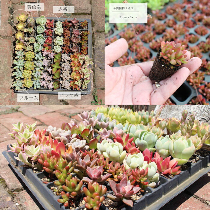 多肉植物トレーSサイズハーフ64個12種6～4個彩セット 送料無料 卸販売 寄せ植え 観...