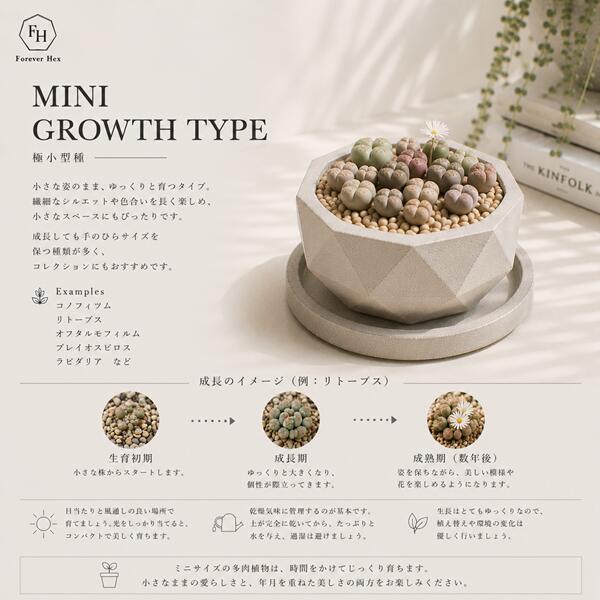アドロミスクス 松虫 希少種 Adromischus hemisphaericus 多肉植物 アドロミスクス...