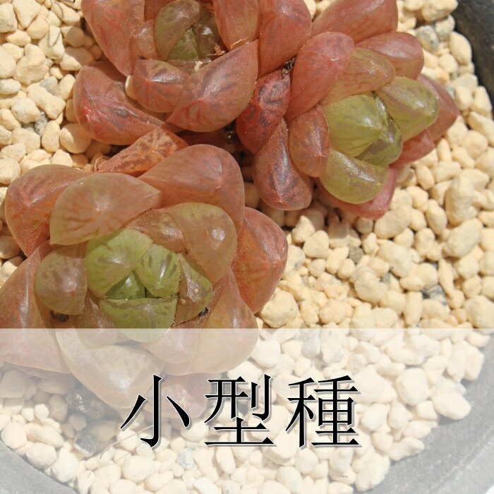 セドイデス錦 エケベリア 多肉植物 Echeveria sedoides variegata エケベリア通販 多肉植物通販 斑入植物 ガーデニング インテリアプランツ