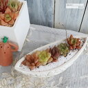 バタフライ鉢 ハオルチアの寄せ植え 送料無料 yo17 多肉植物 寄せ植え おしゃれ 新築祝い 誕生日祝 結婚式祝 おくりもの プレゼント 母の日 歓送迎会 父...