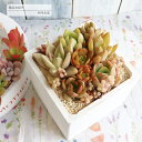 多肉植物の寄せ植え スクエアーイエロー 送料無料 yo33 多肉植物 寄せ植え おしゃれ 新築祝い 誕生日祝 結婚式祝 おくりもの プレゼント 母の日 歓送迎会...