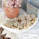 バタフライ鉢の寄せ植え メンドーザエ 送料無料 yo57 多肉植物 寄せ植え おしゃれ 新築祝い 誕生日祝 結婚式祝 おくりもの プレゼント 母の日 歓送迎会 ...