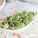 バタフライ鉢の寄せ植え ピーチプリデ 送料無料 yo62 多肉植物 寄せ植え おしゃれ 新築祝い 誕生日祝 結婚式祝 おくりもの プレゼント 母の日 歓送迎会 ...