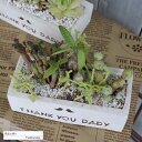 多肉植物の寄せ植えA レクタングル鉢 父の日の贈り物 yo10 送料無料 多肉植物 寄せ植え おしゃれ おくりもの プレゼント 父の日