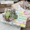 パステルブリックの寄せ植え 送料無料 yo2 多肉植物寄せ植え おしゃれ 新築祝い 誕生日祝 結婚式祝 おくりもの プレゼント 母の日 歓送迎会 父の日