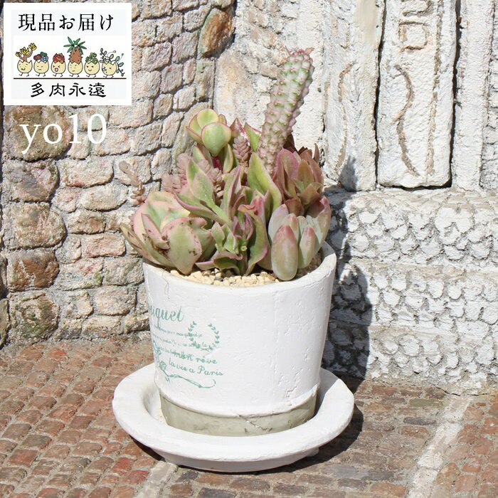 ソーサー付きシャビーポットの寄せ植え yo10 たにく 植物寄せ植え 寄せ植え おしゃれ 多肉可愛い寄せ植え 新築祝い 誕生日祝 開店祝 結婚式祝 おくりもの プレゼント ギフト 歓送迎会