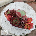 バタフライの寄せ植え レッド 送料無料 yo30 多肉植物寄せ植え 寄せ植え おしゃれ 新築祝い 誕生日祝 結婚式祝 おくりもの プレゼント 母の日 歓送迎会 父の日