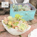 バタフライの寄せ植え イエロー 送料無料 yo40 多肉植物寄せ植え 寄せ植え おしゃれ 新築祝い 誕生日祝 結婚式祝 おくりもの プレゼント 母の日 歓送迎会 父の日
