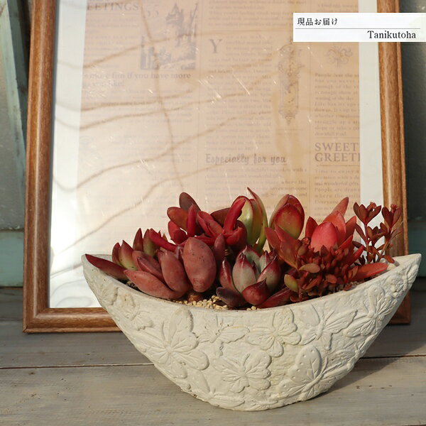 一点もの 多肉のある風景 紅色の余韻 多肉植物の寄せ植え 寄せ植え完成品