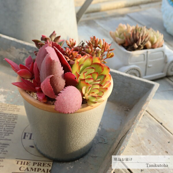 多肉植物 寄せ植え 陶器鉢 貫入鉢 エケベリア 観葉植物 インテリア 苗 鉢植え お祝...