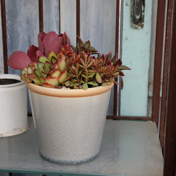 多肉植物 寄せ植え 陶器鉢 貫入鉢 エケベリア 観葉植物 インテリア 苗 鉢植え お祝い ギフト プレゼント 1点もの