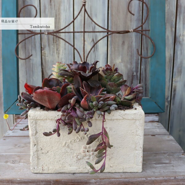 ��l�̑����A�� �񂹐A�� �A���e�B�[�N���e���R�b�^�� 1� ���� �G�P�x���A ���� �A�����W�����g �ϗt�A�� �C���e���A �c ���A�� ���j�� �M�t�g �v���[���g