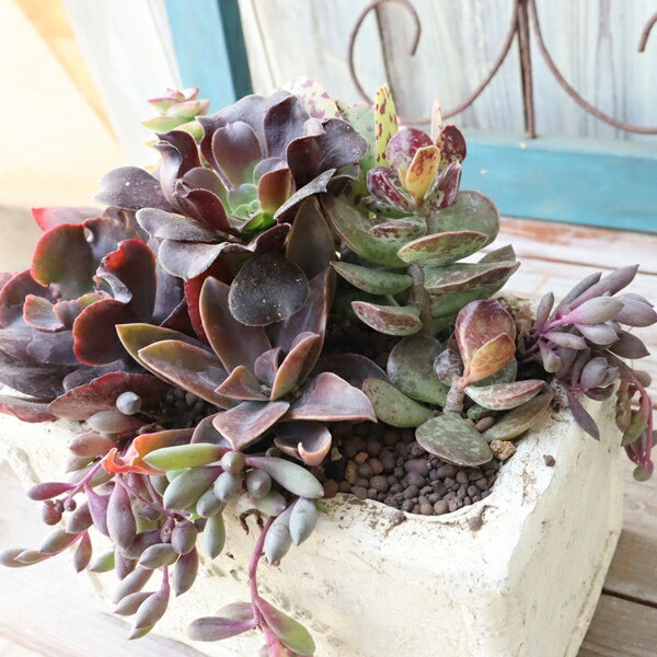 大人の多肉植物 寄せ植え アンティーク風テラコッタ鉢 1点もの エケベリア 多肉 アレンジメント 観葉植物 インテリア 苗 鉢植え お祝い ギフト プレゼント